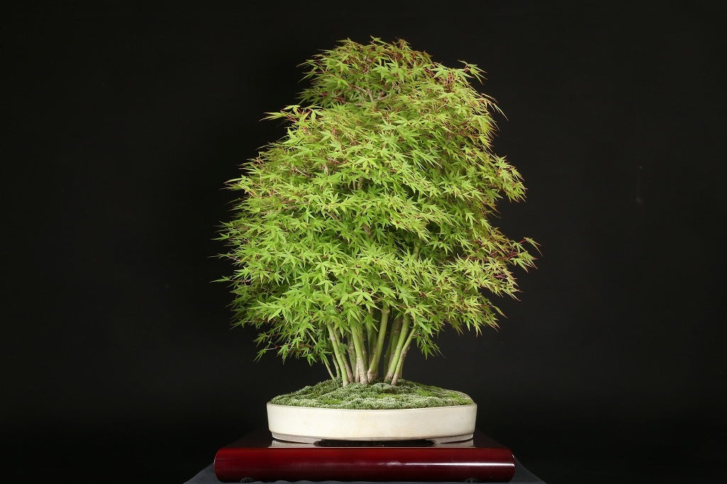 Acer palmatum 'Yukihime'