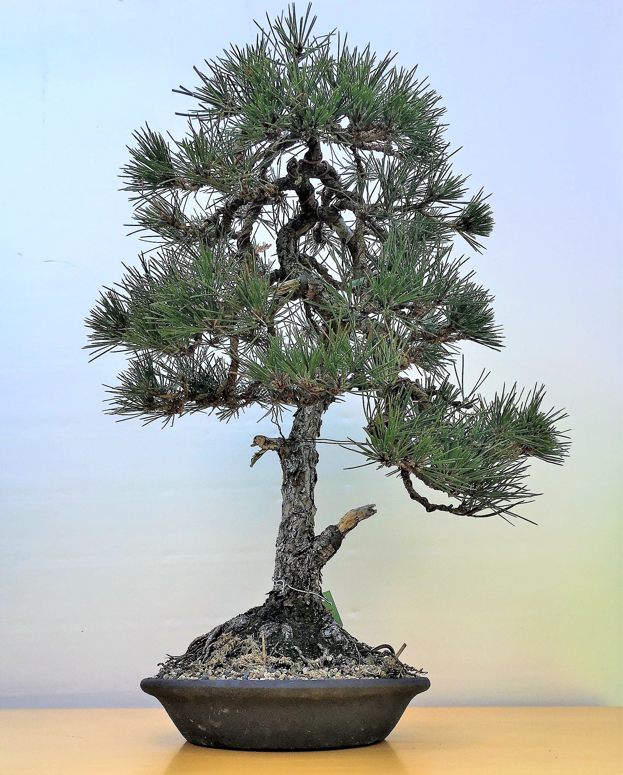 Pinus thunbergii