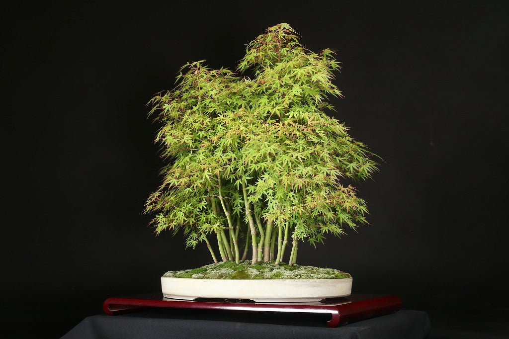 Acer palmatum 'Yukihime'