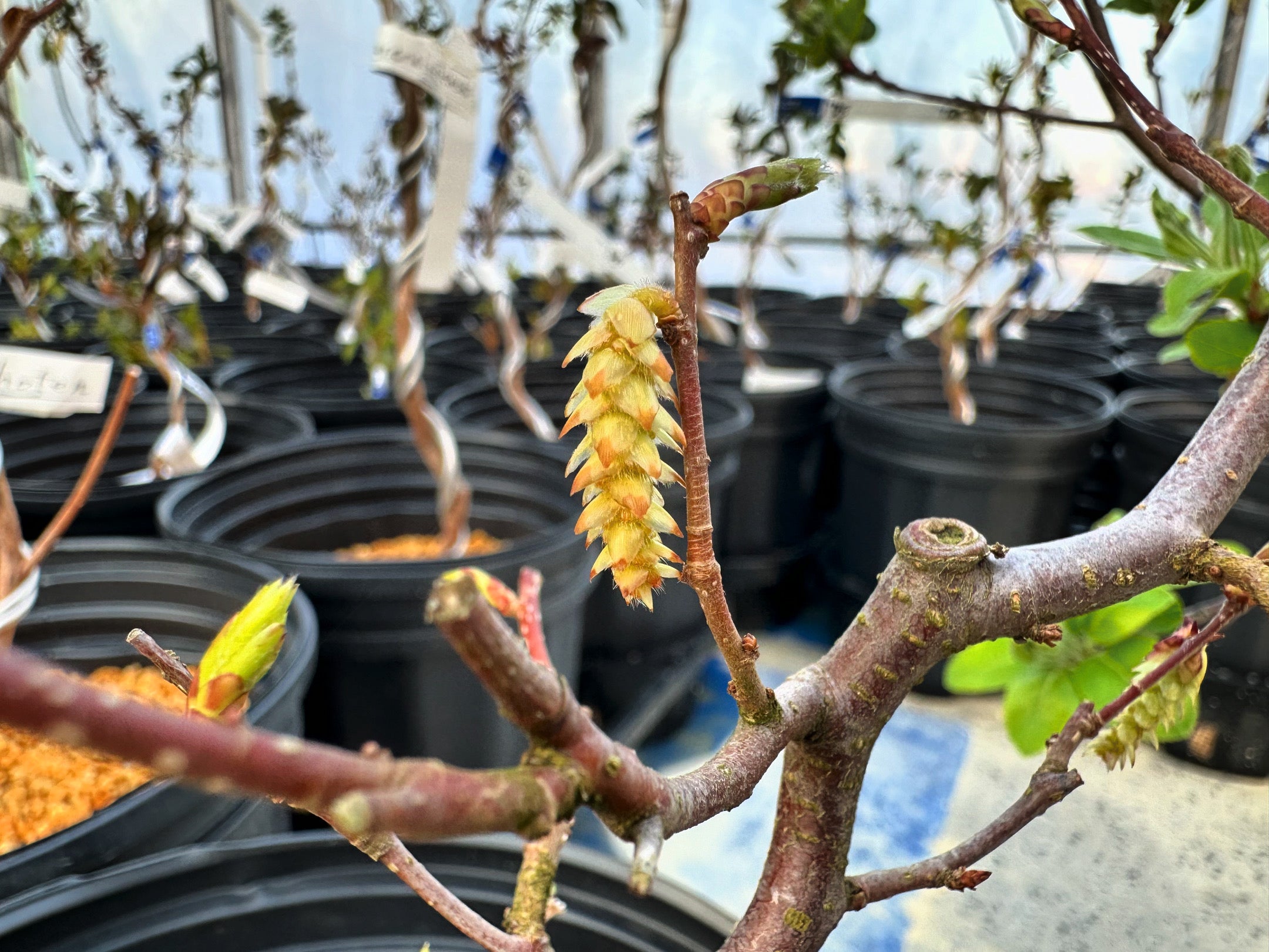 Carpinus japonica