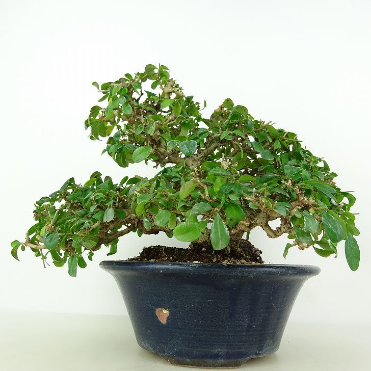 Ligustrum obtusifolium