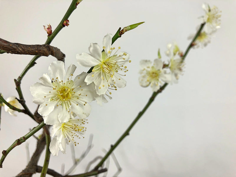 Prunus mume #4 'Yabai'