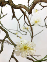 Prunus mume #4 'Yabai'