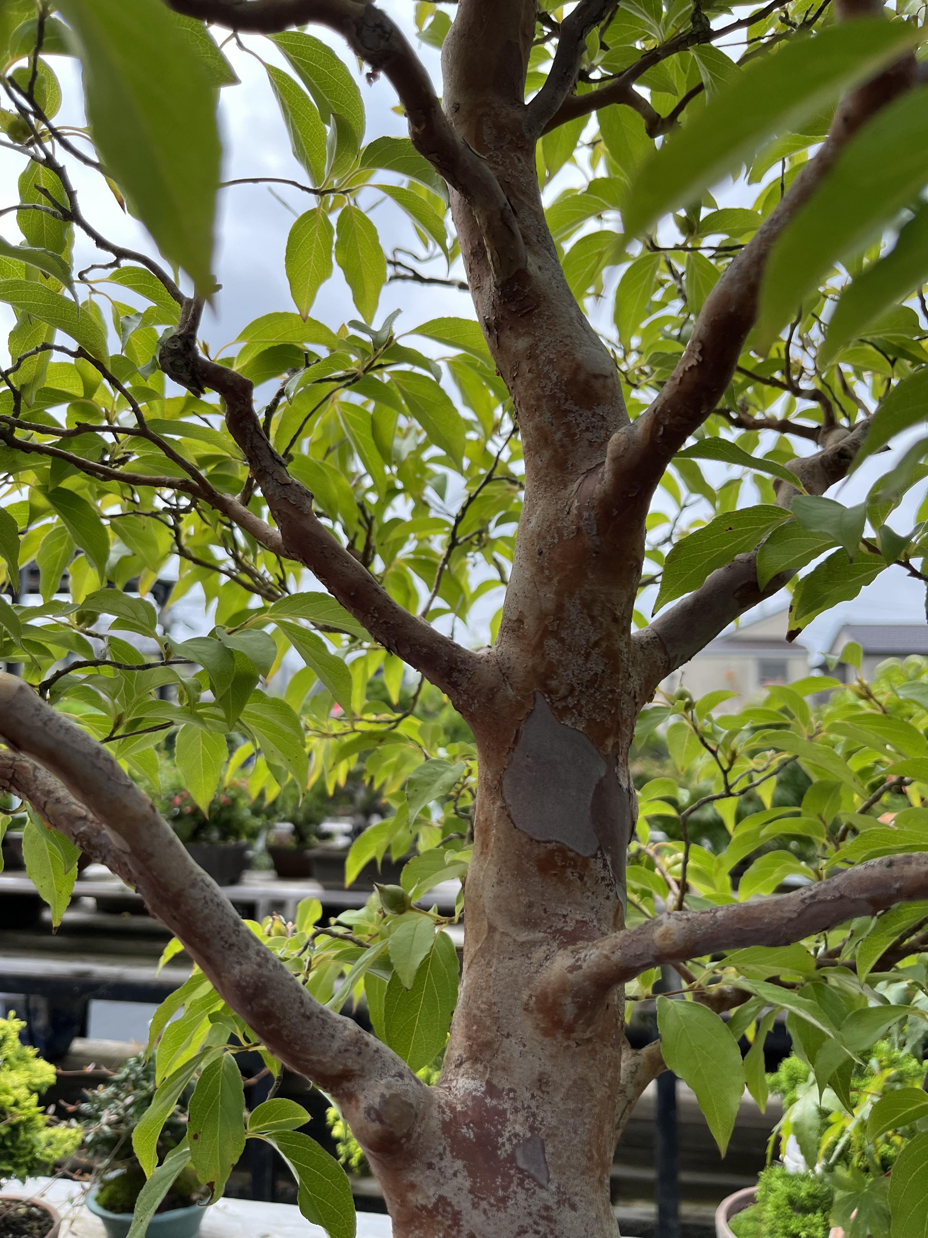 Stewartia monadelpha