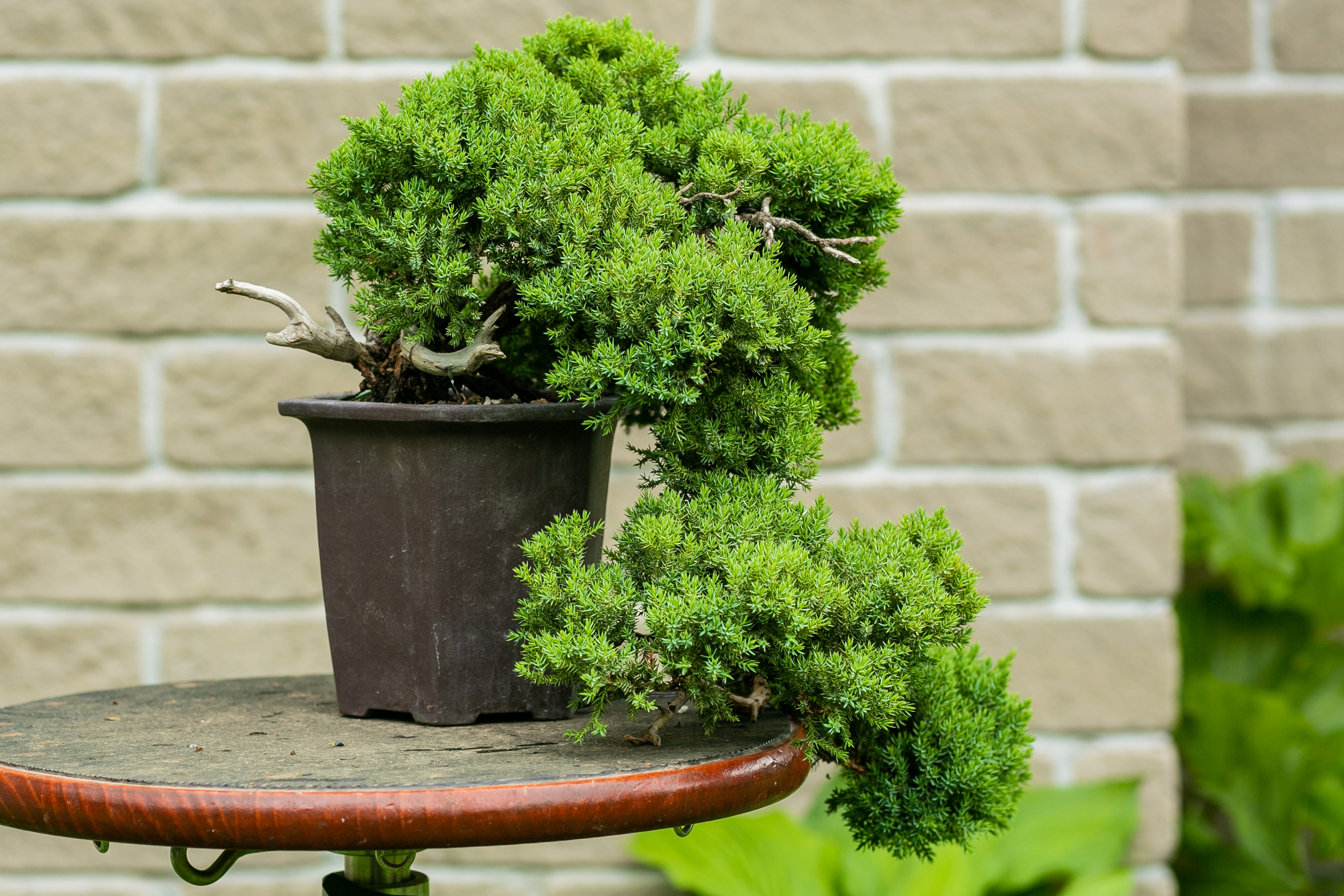 Juniperus procumbens