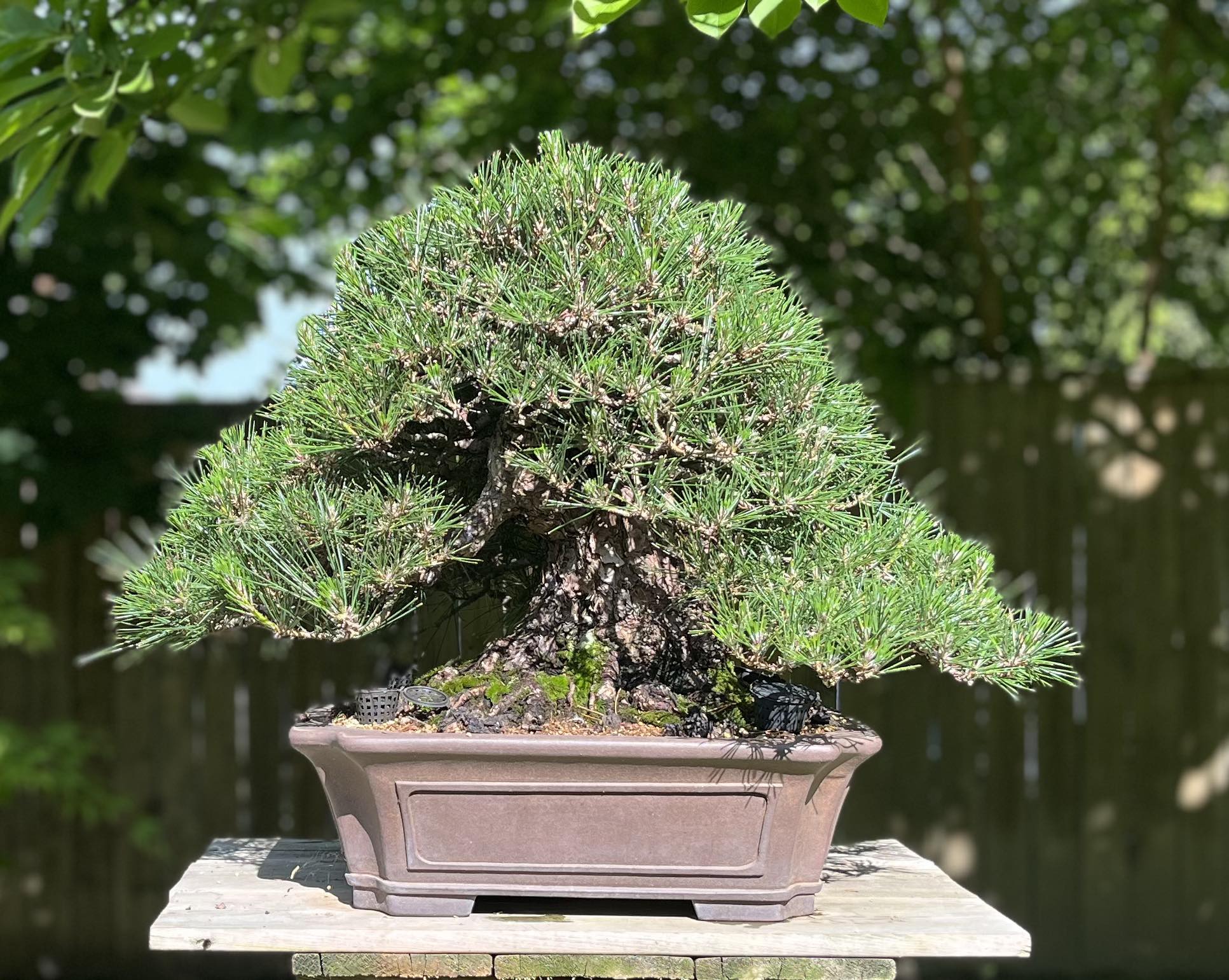 Pinus thunbergii #1