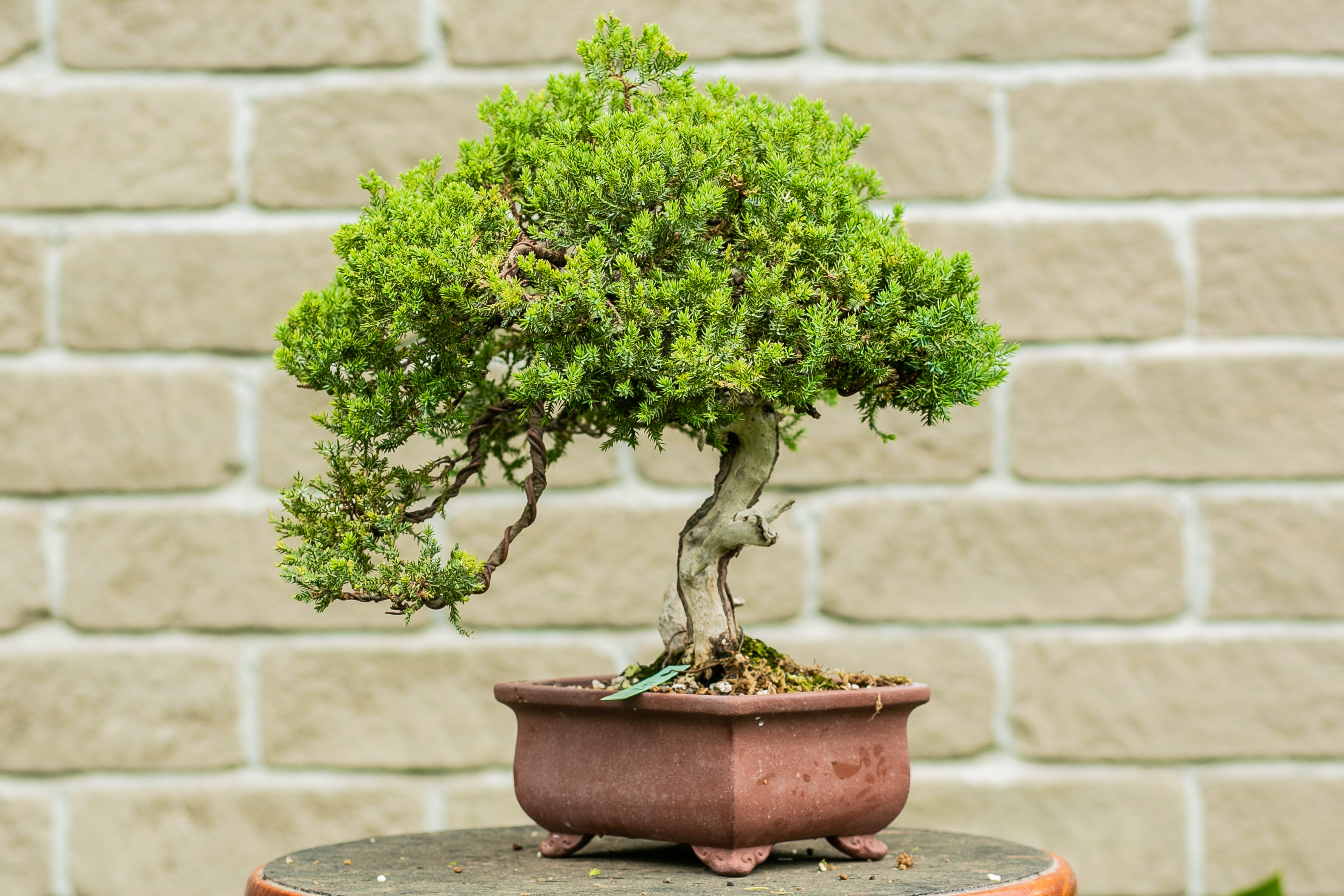 Juniperus procumbens