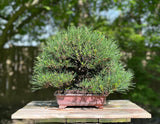 Pinus thunbergii