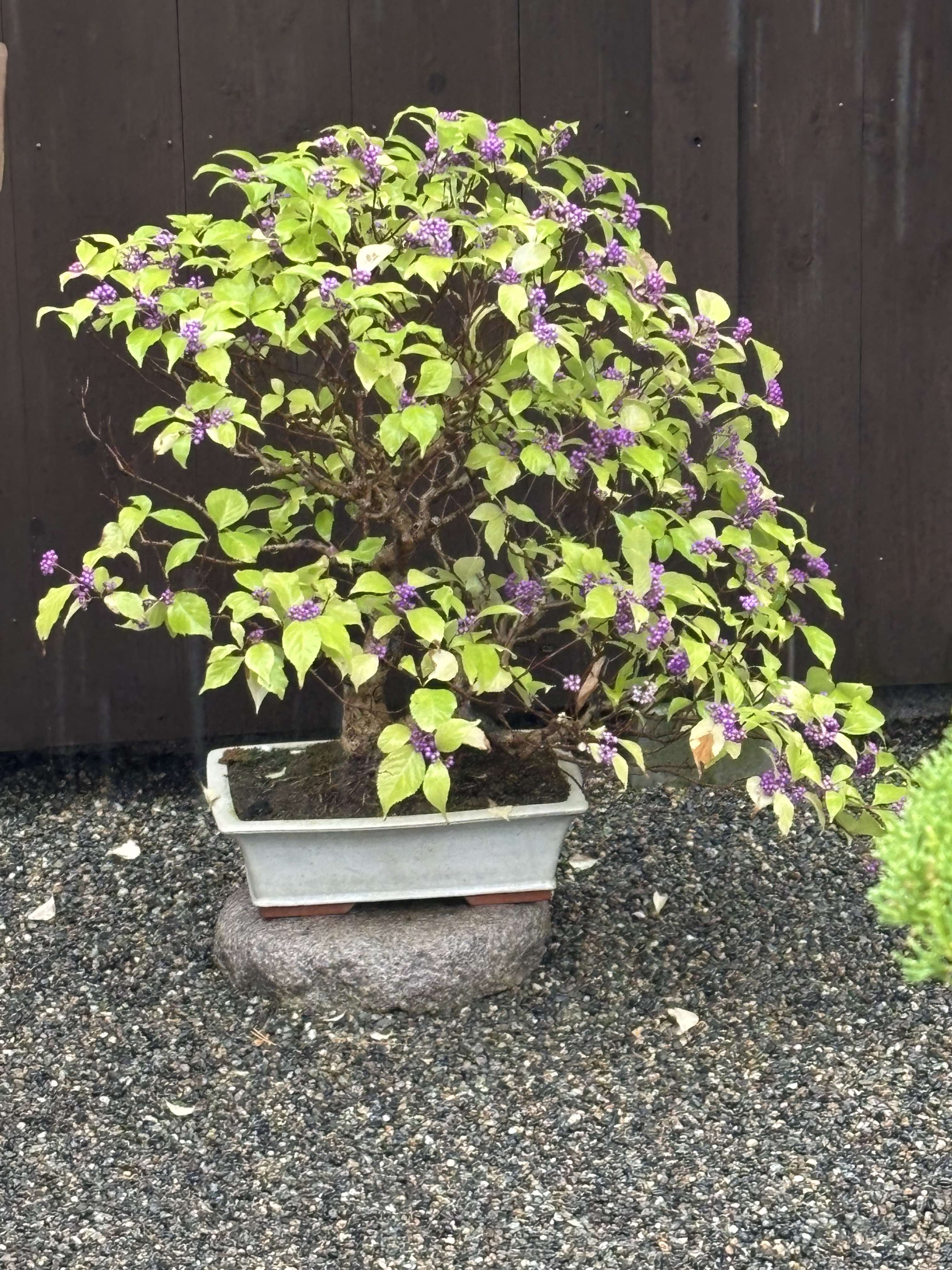 Callicarpa japonica