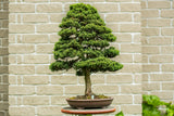 Juniperus Chinensis 'Blaauw'