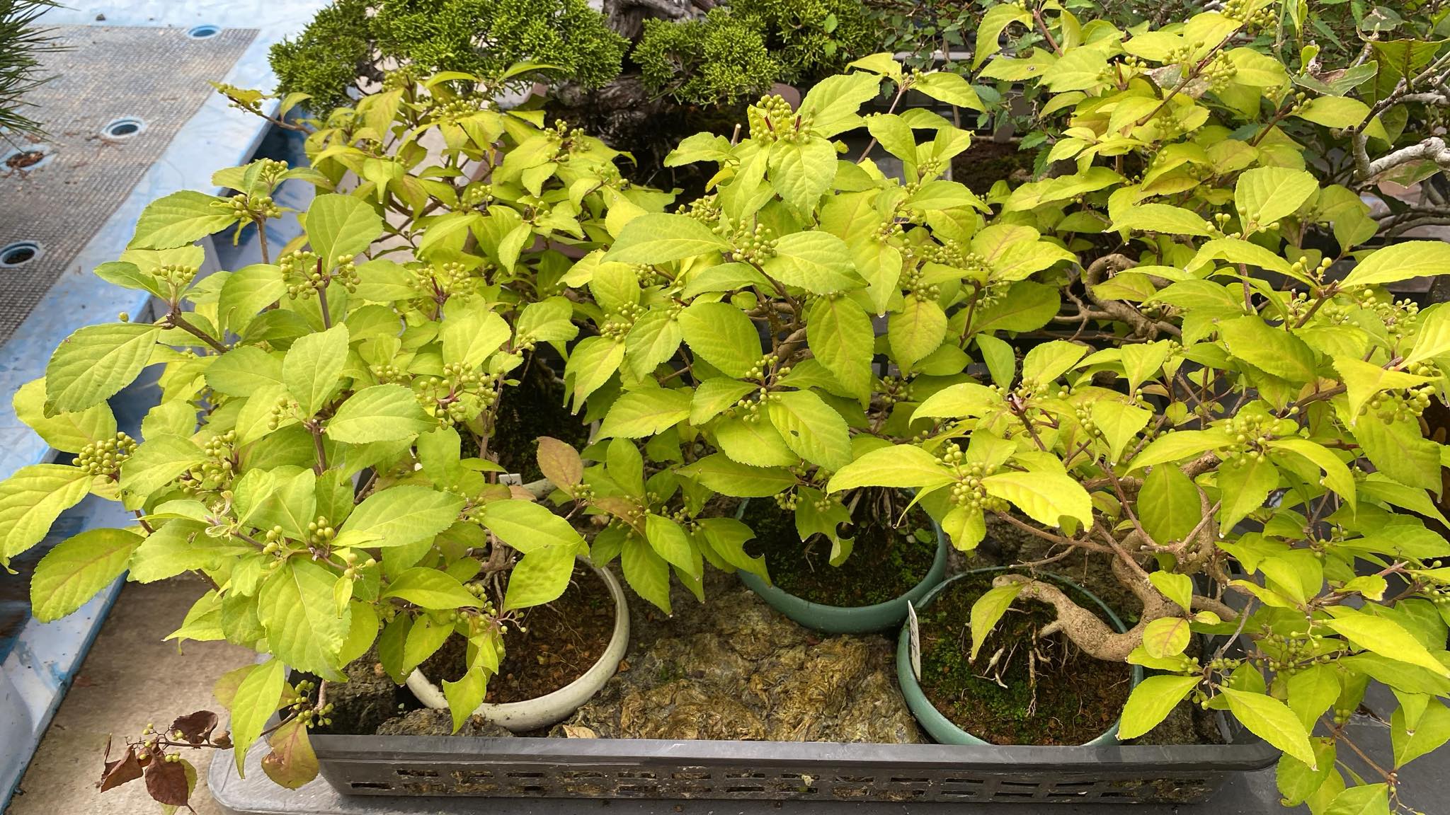 Callicarpa japonica (Toyoda-san)