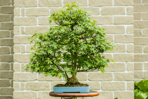 Acer palmatum