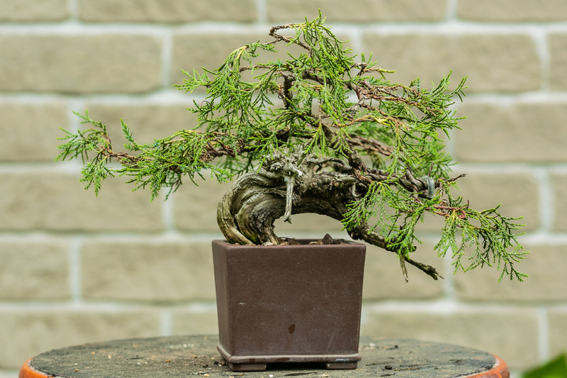 Juniperus scopulorum