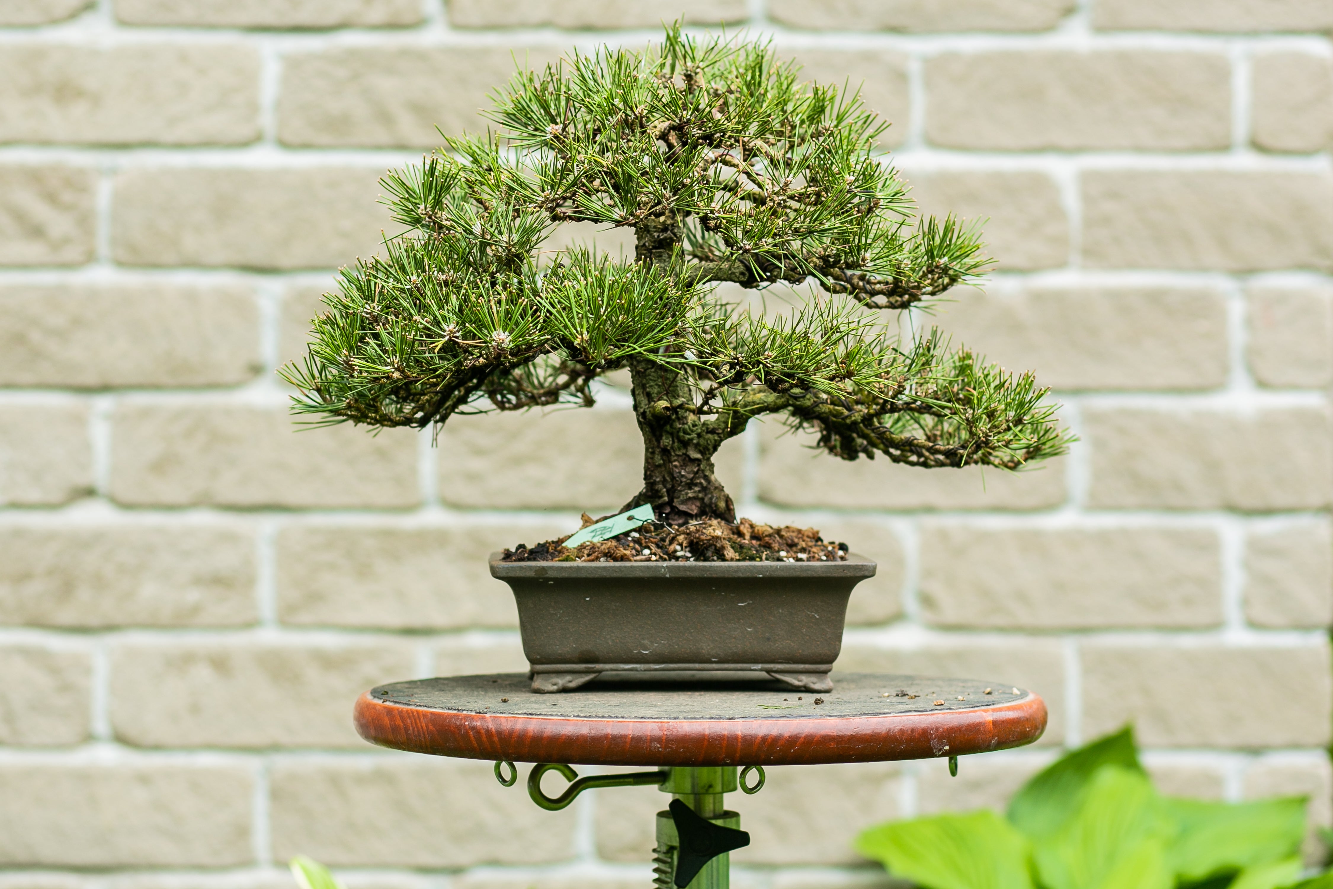 Pinus thunbergii