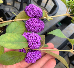 CALLICARPA japonica