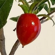 Diospyros rhombifolia (bouture de racine) 'Chichibu Beni'