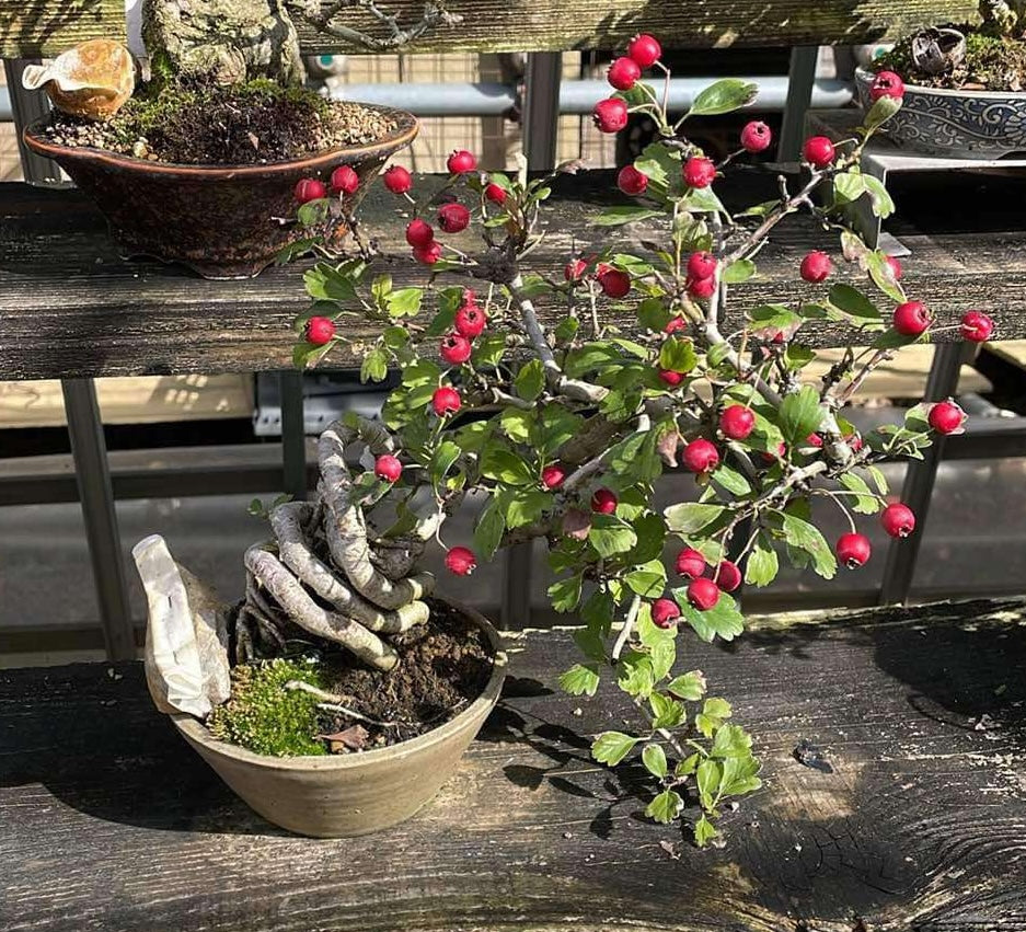 Crataegus cuneata 'Matsudaira'