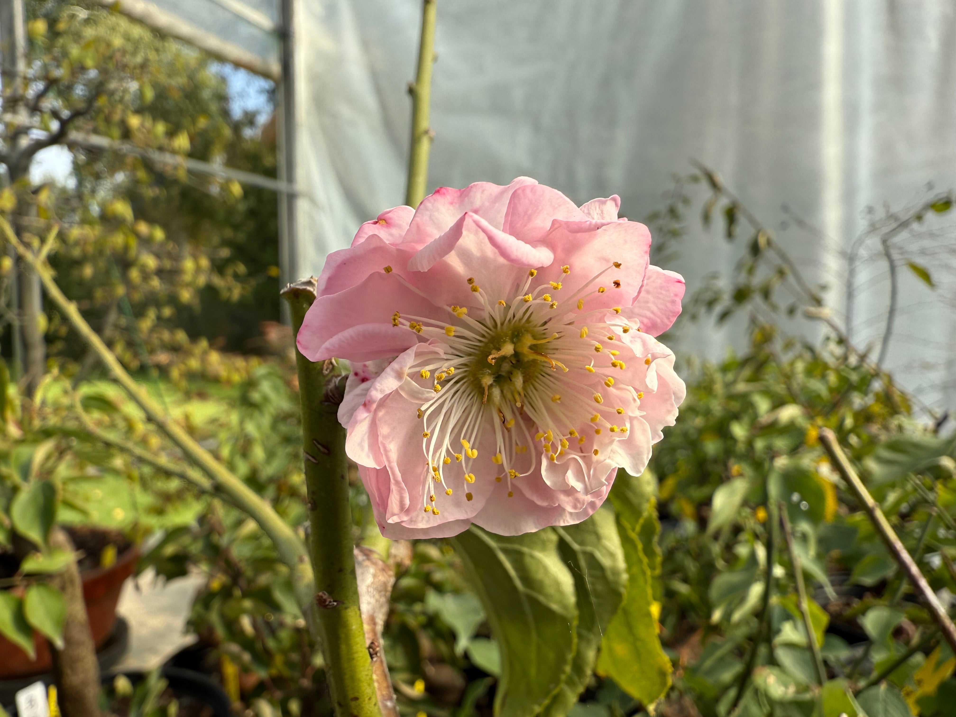 Prunus mume 'Dà gōngfěn'