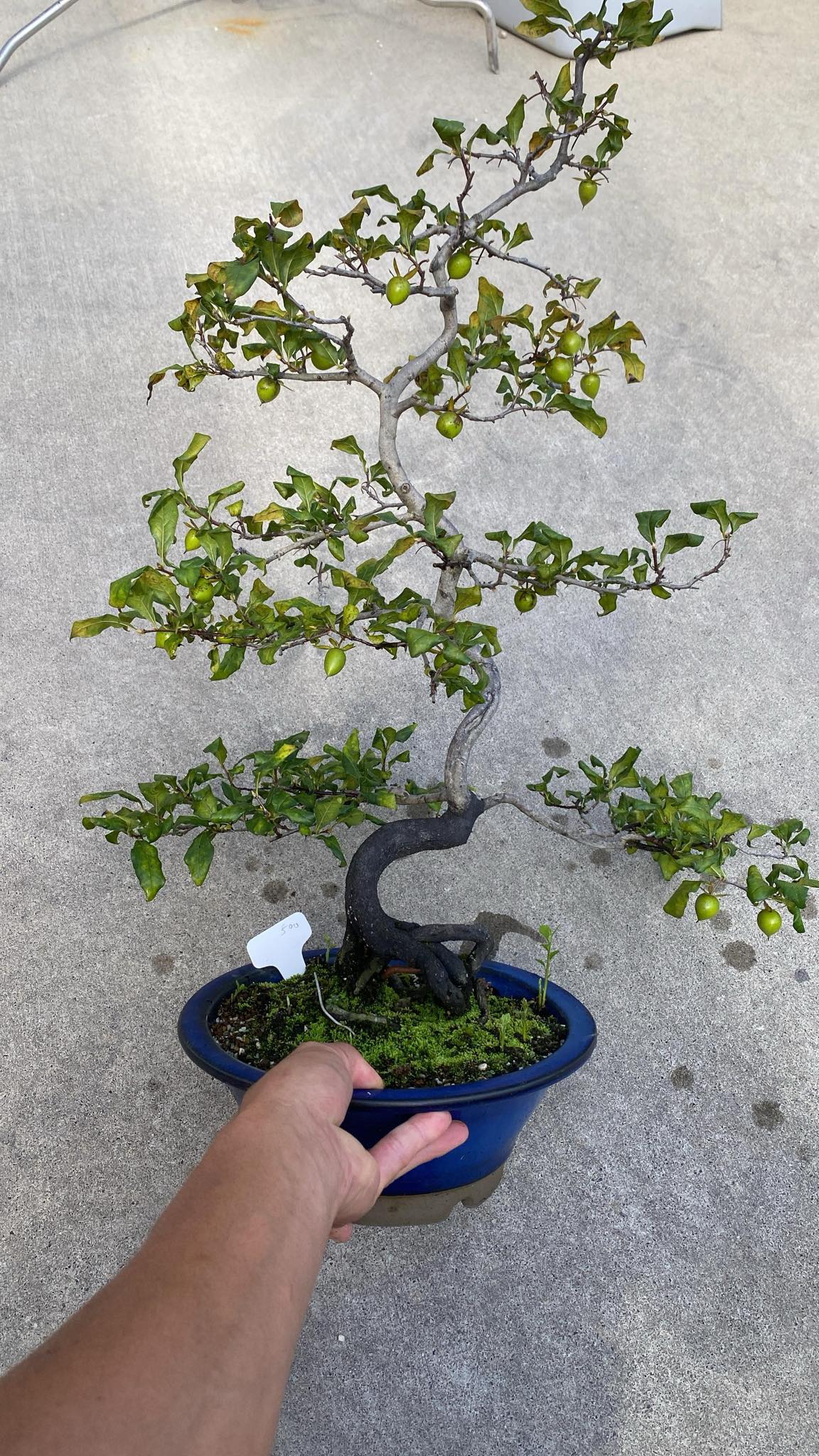 Diospyros rhombifolia