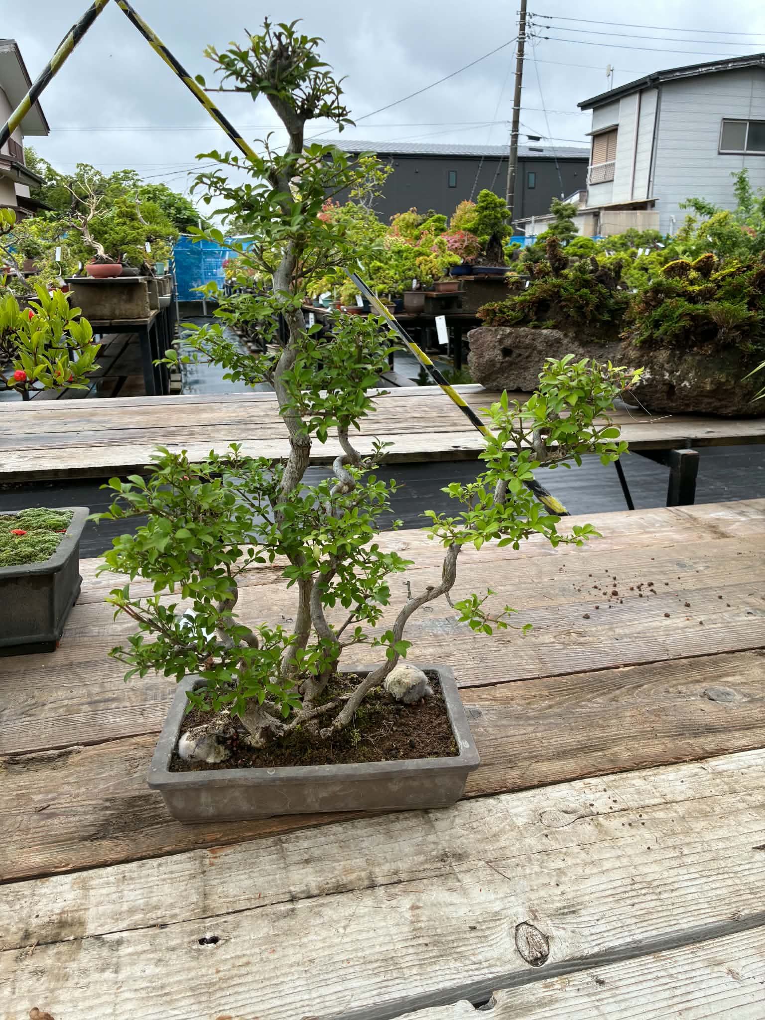 Euonymus