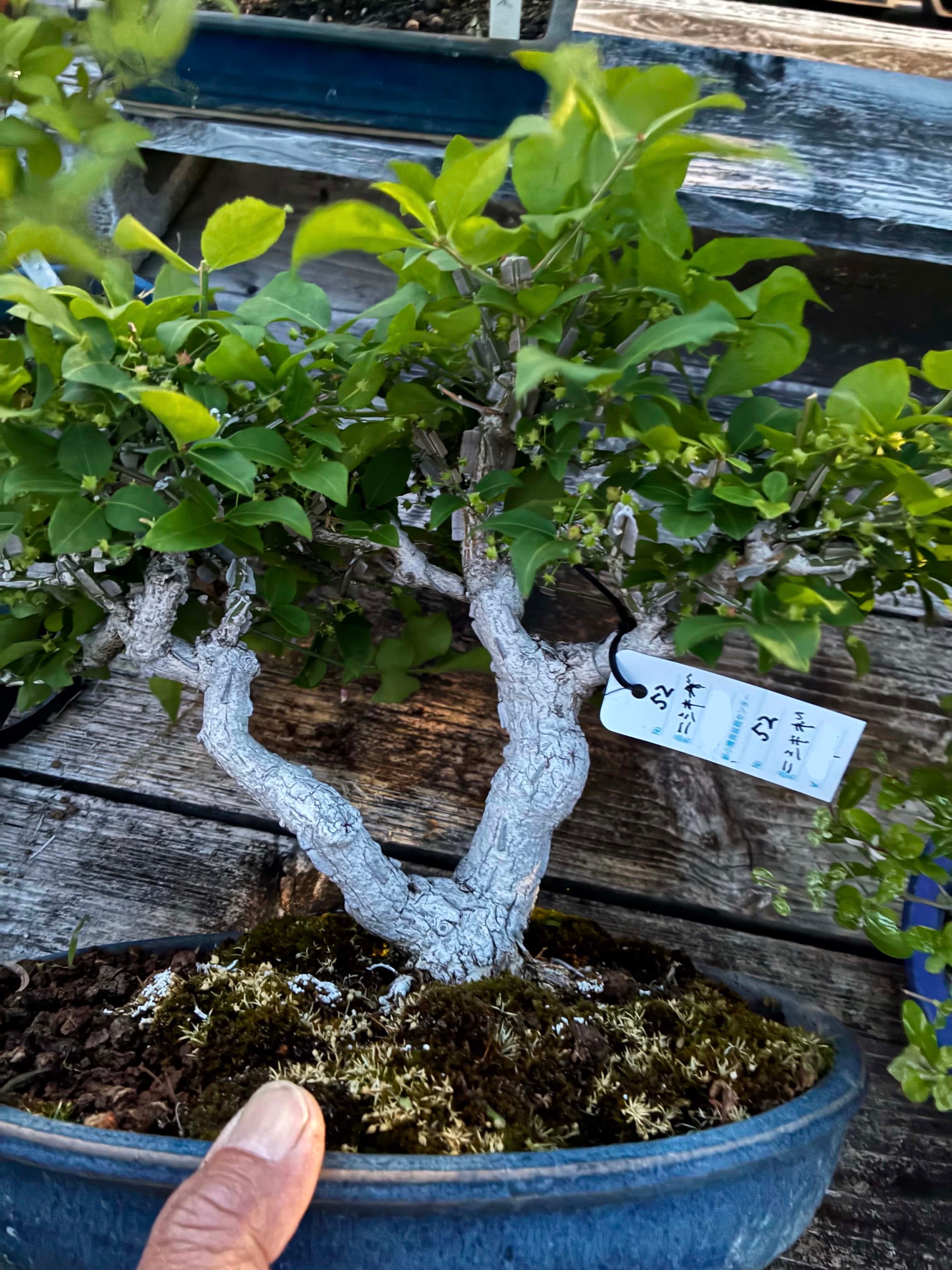 Euonymus (rough bark)