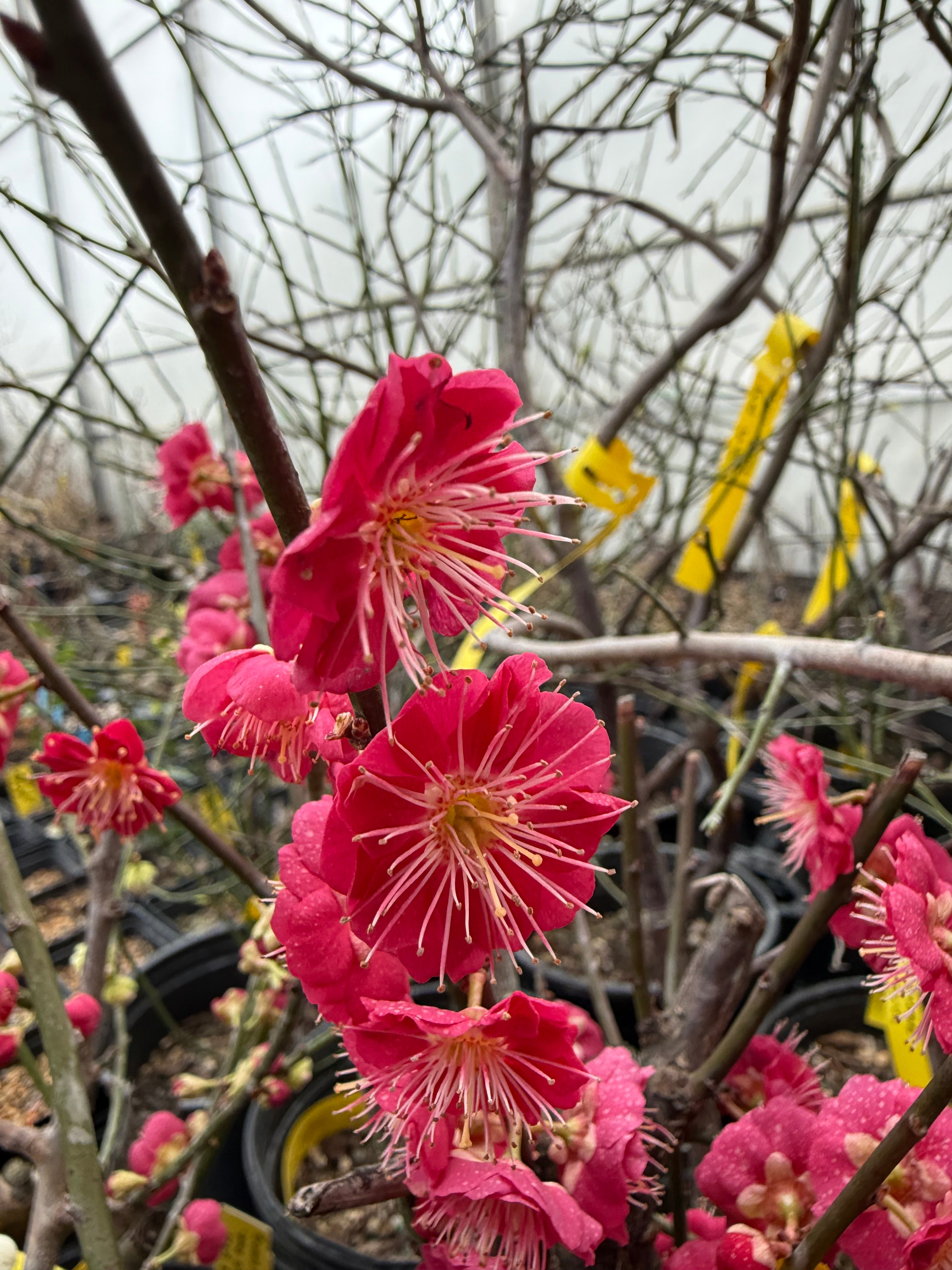 Prunus mume 'Hóngxū zhūshā'