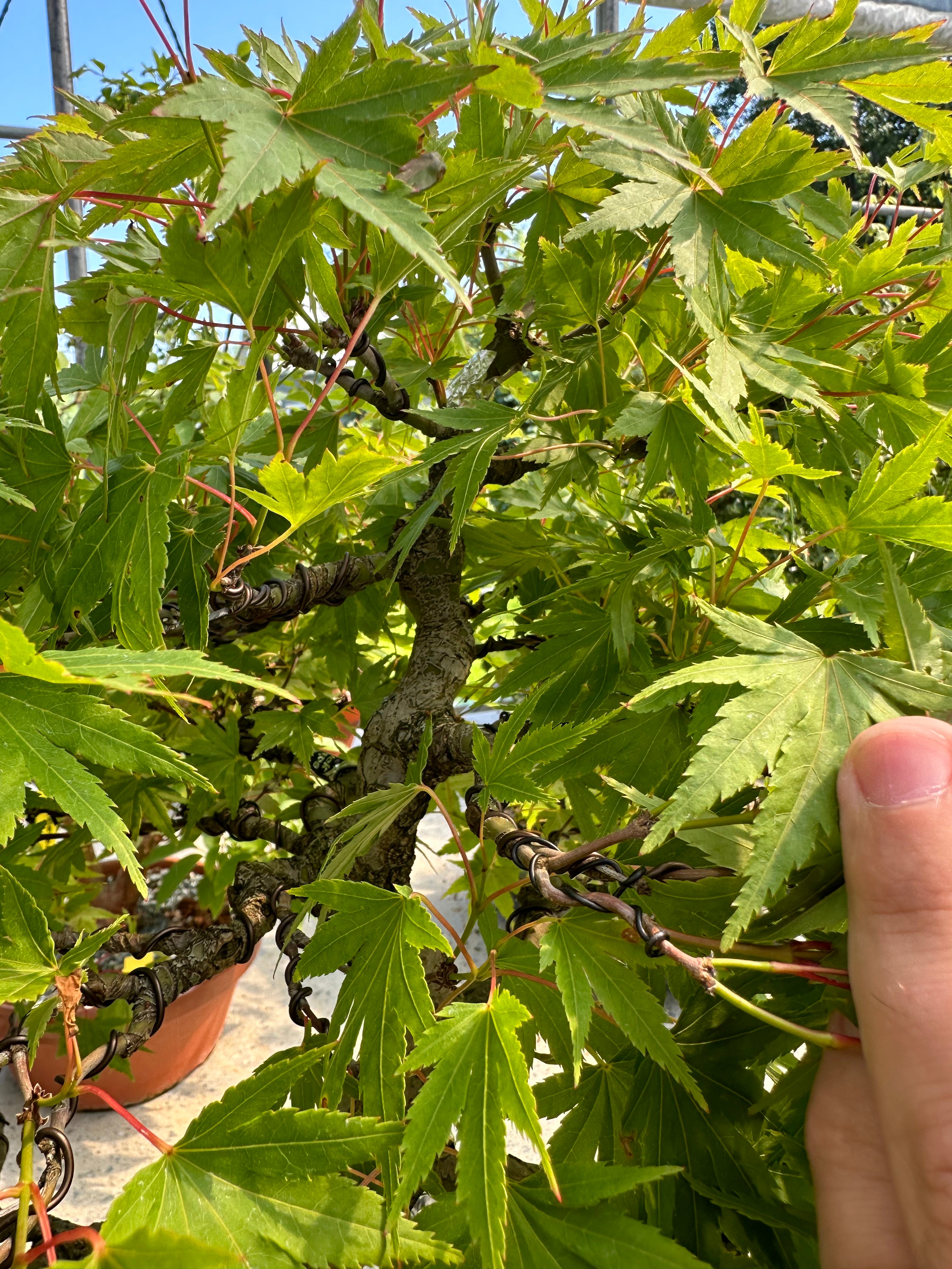 Acer palmatum #4