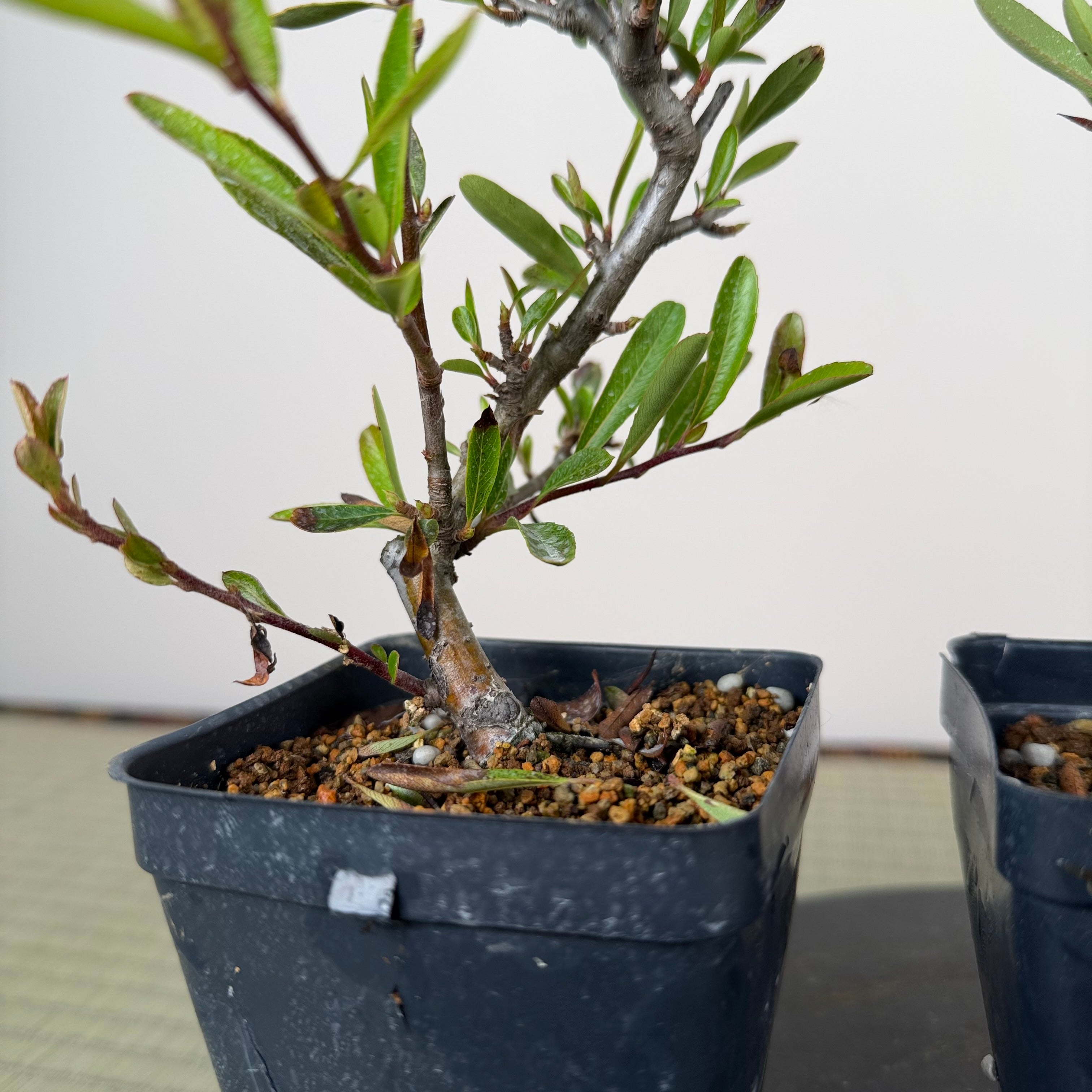 Pyracantha angustifolia (rouge)