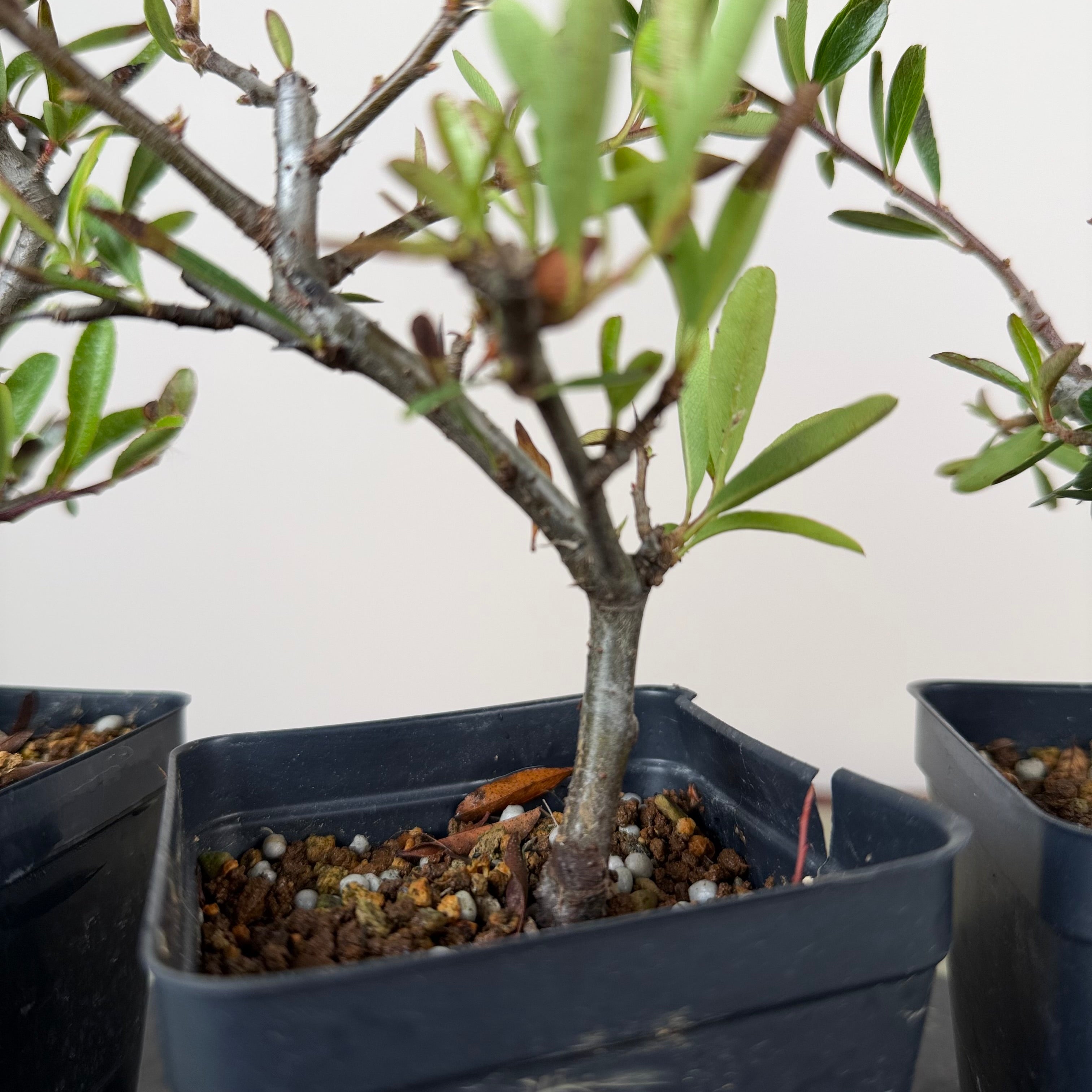 Pyracantha angustifolia (rouge)