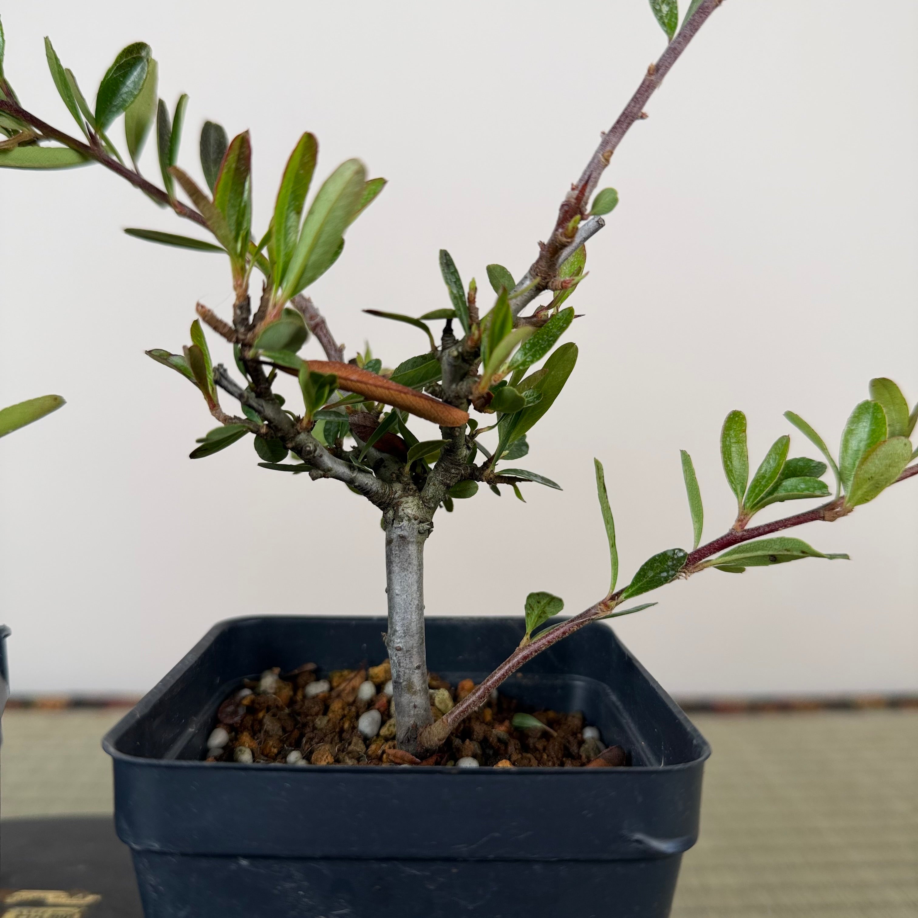 Pyracantha angustifolia (rouge)