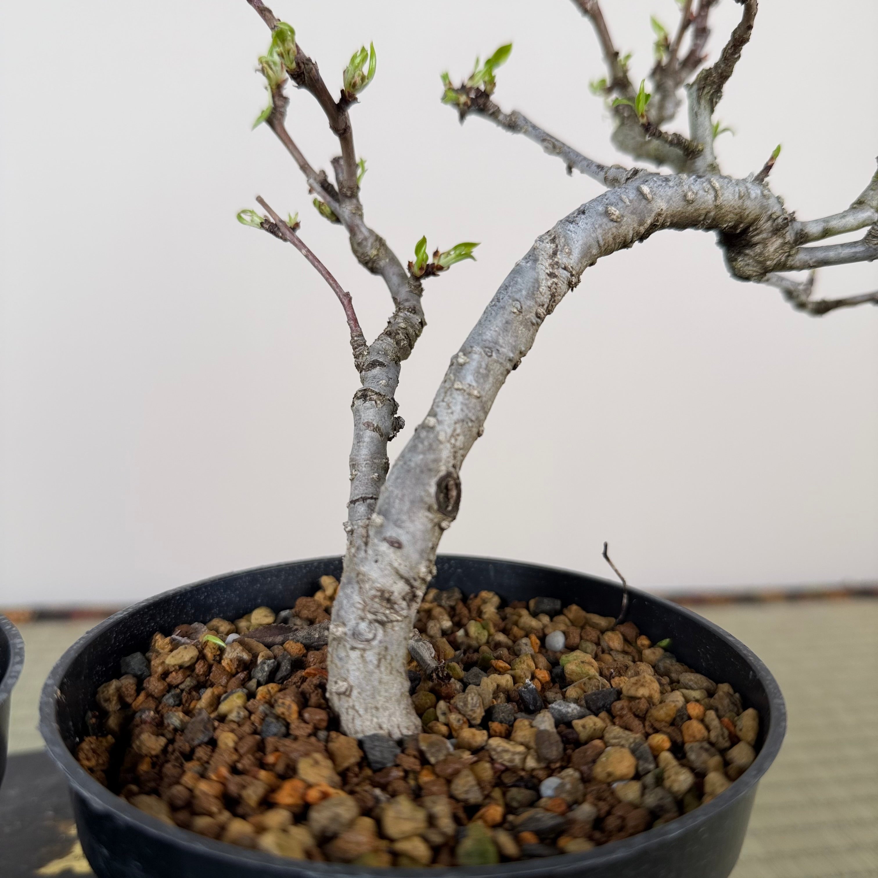 Pyrus ussuriensis (dwarf)