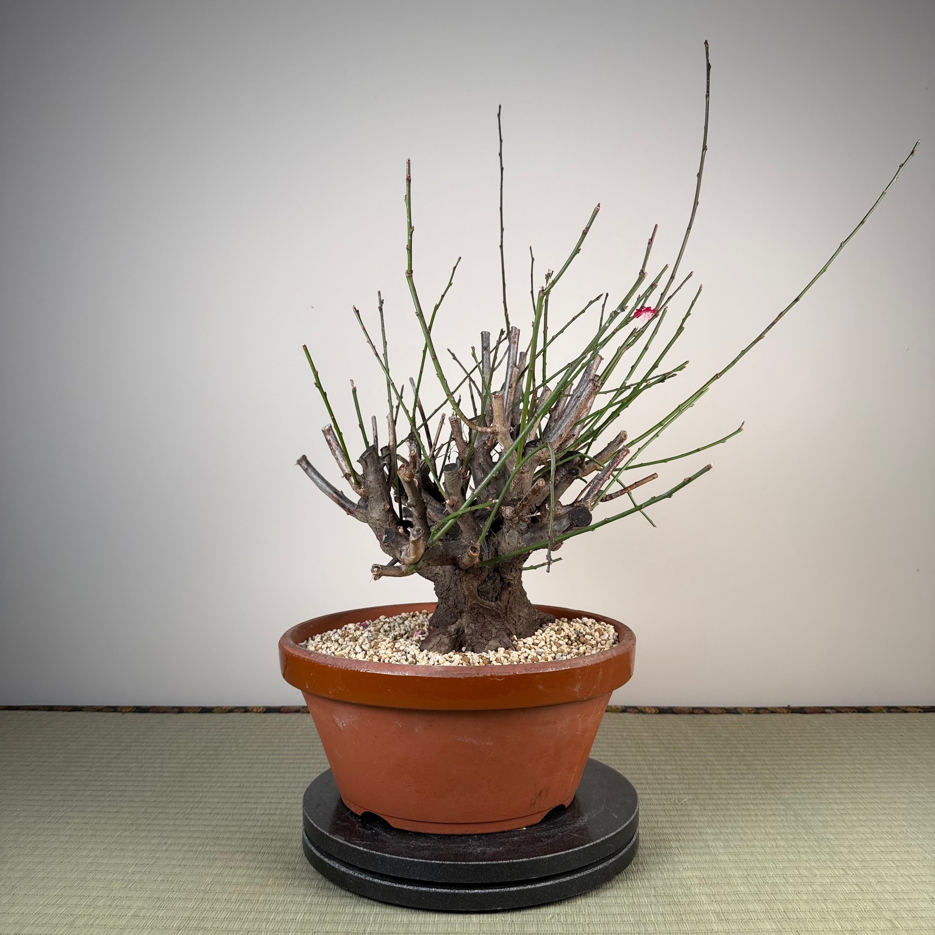 Prunus mume