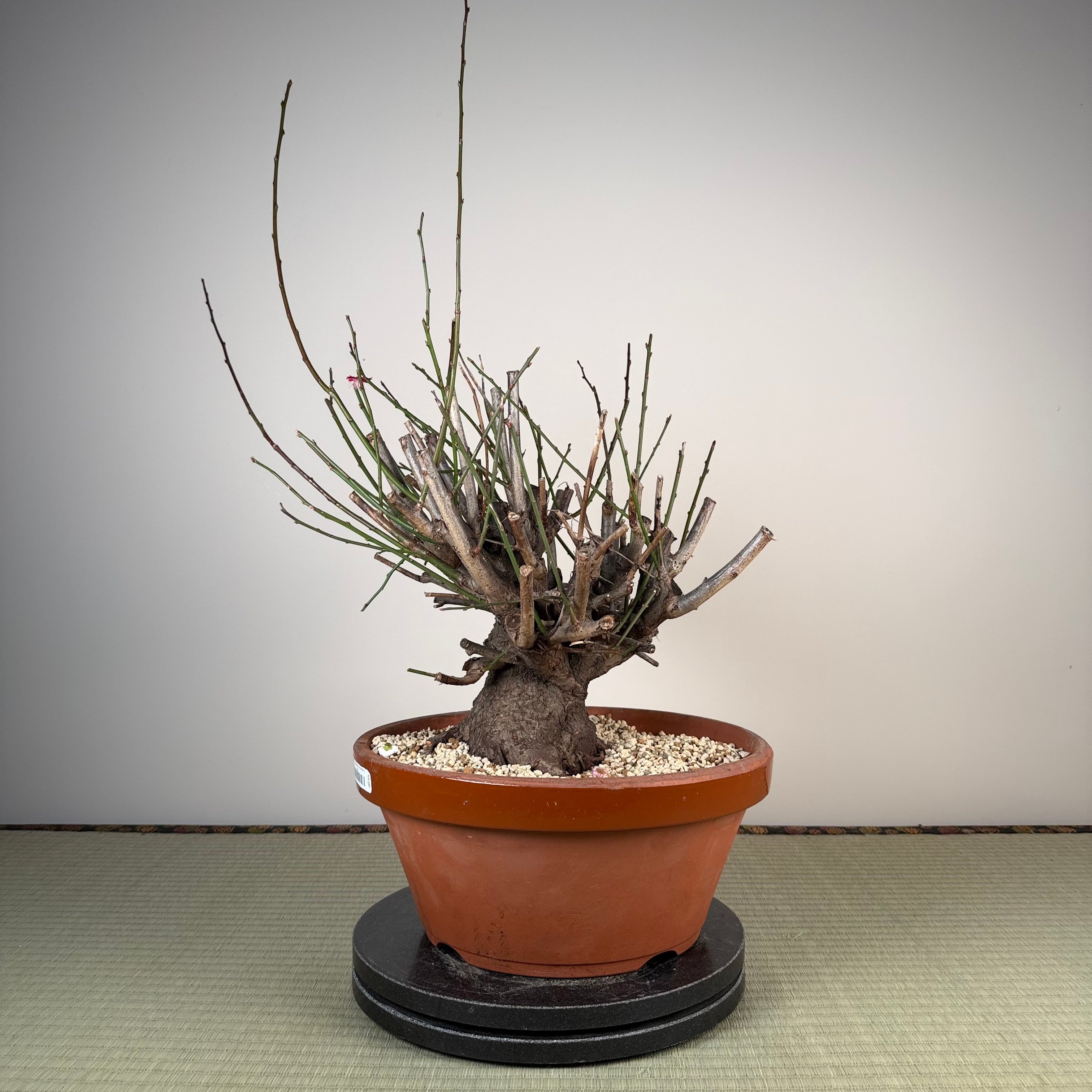 Prunus mume
