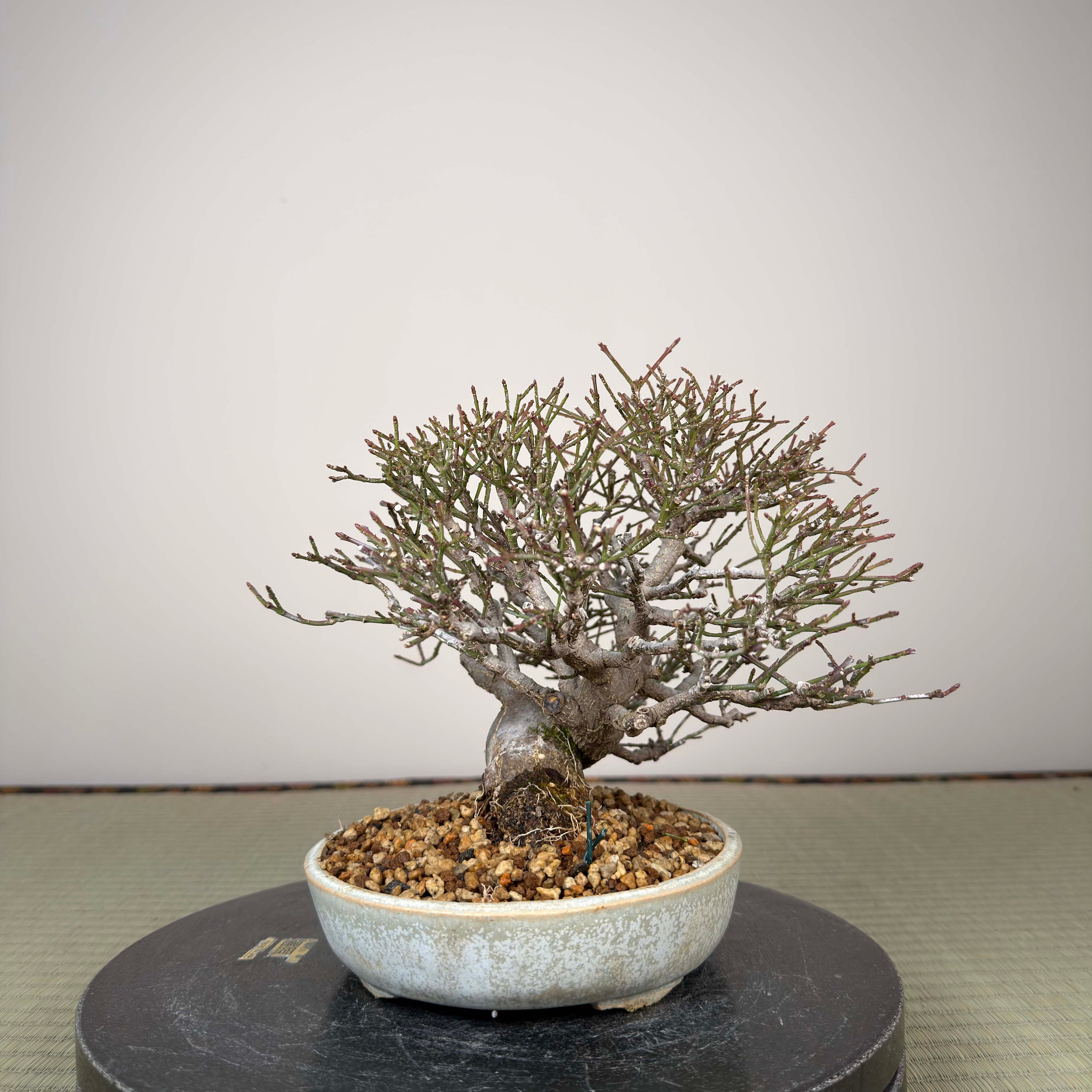 Euonymus