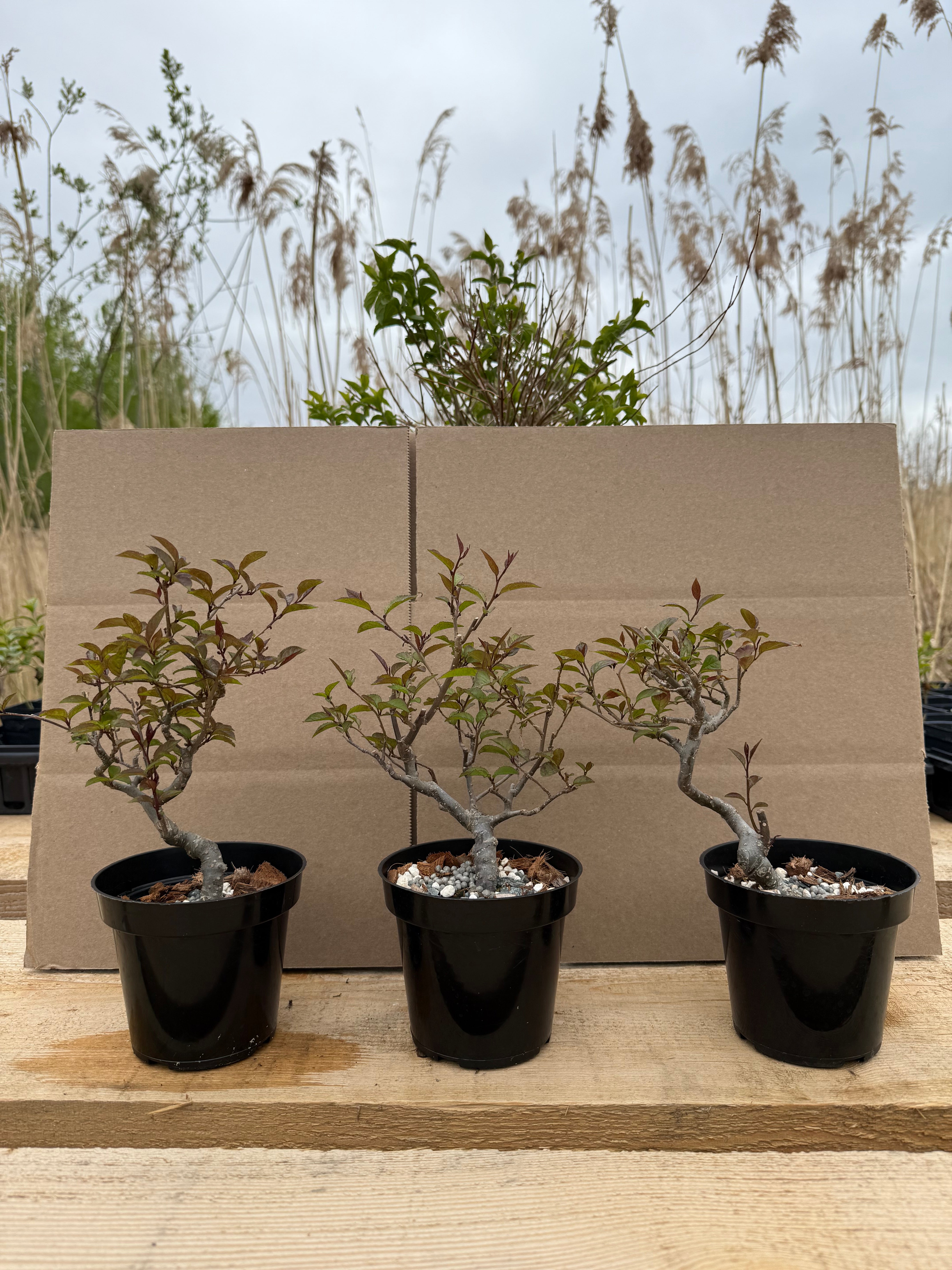 Ilex serrata 'Koshobai'