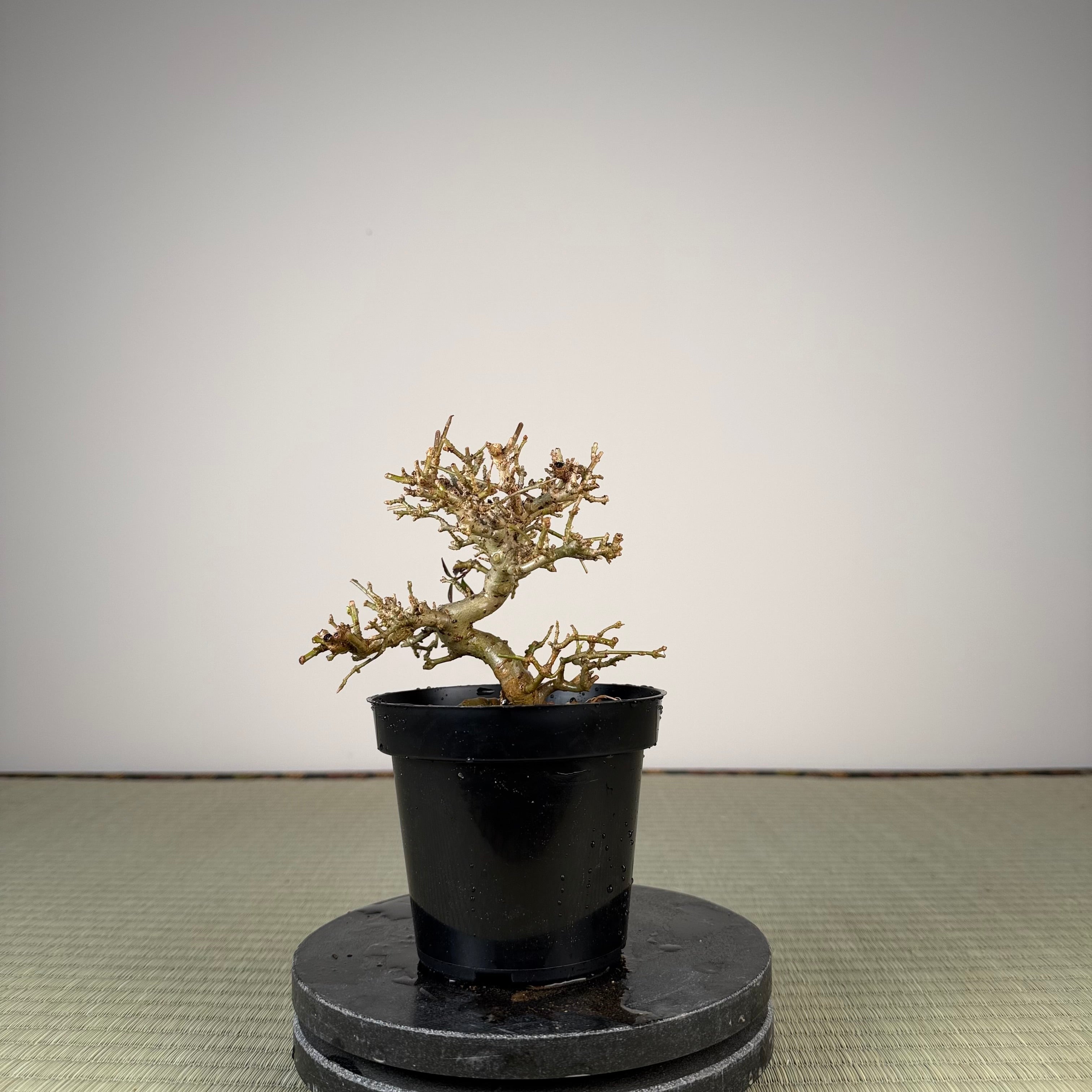 Ligustrum
