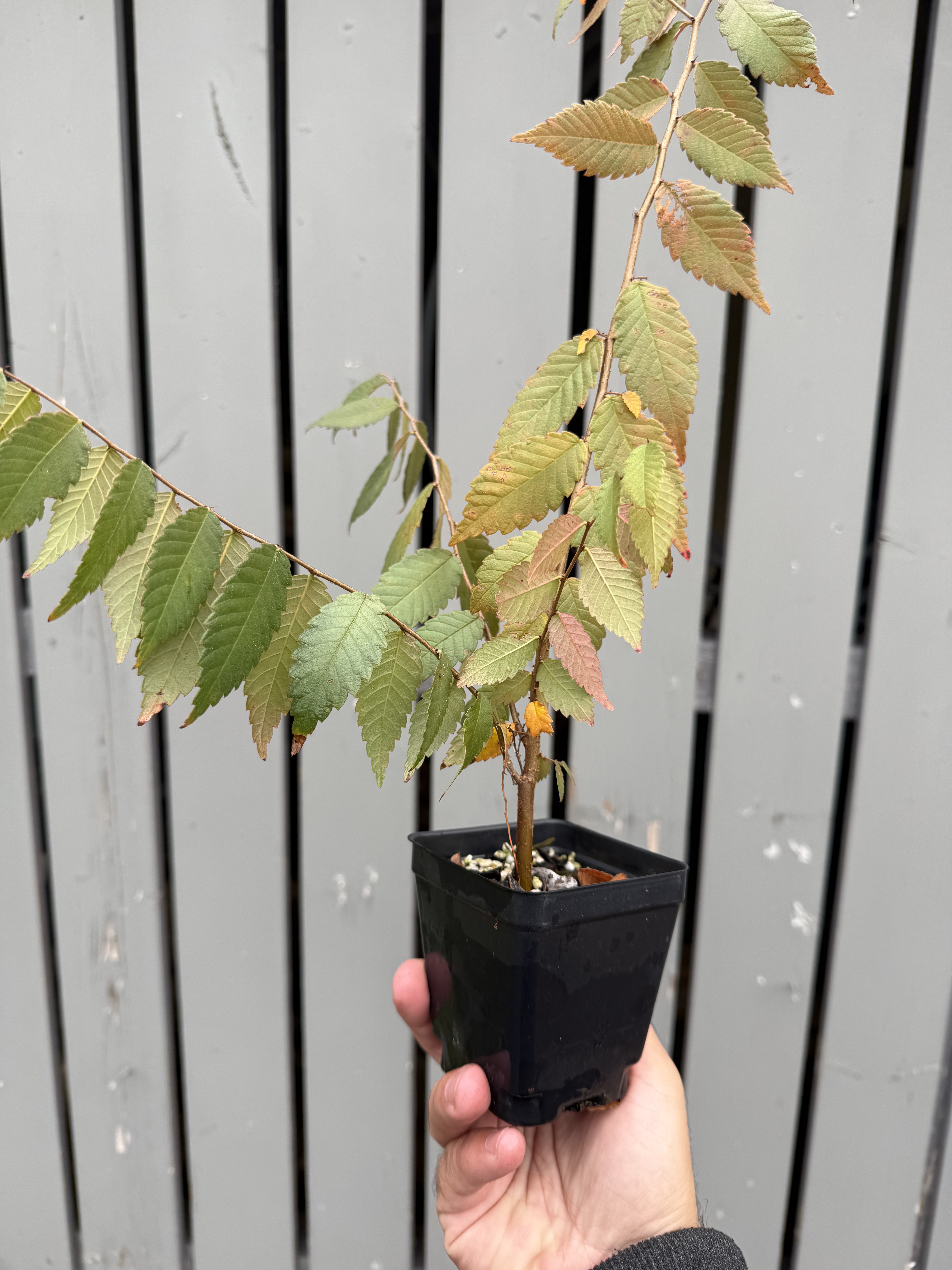 Zelkova serrata #2