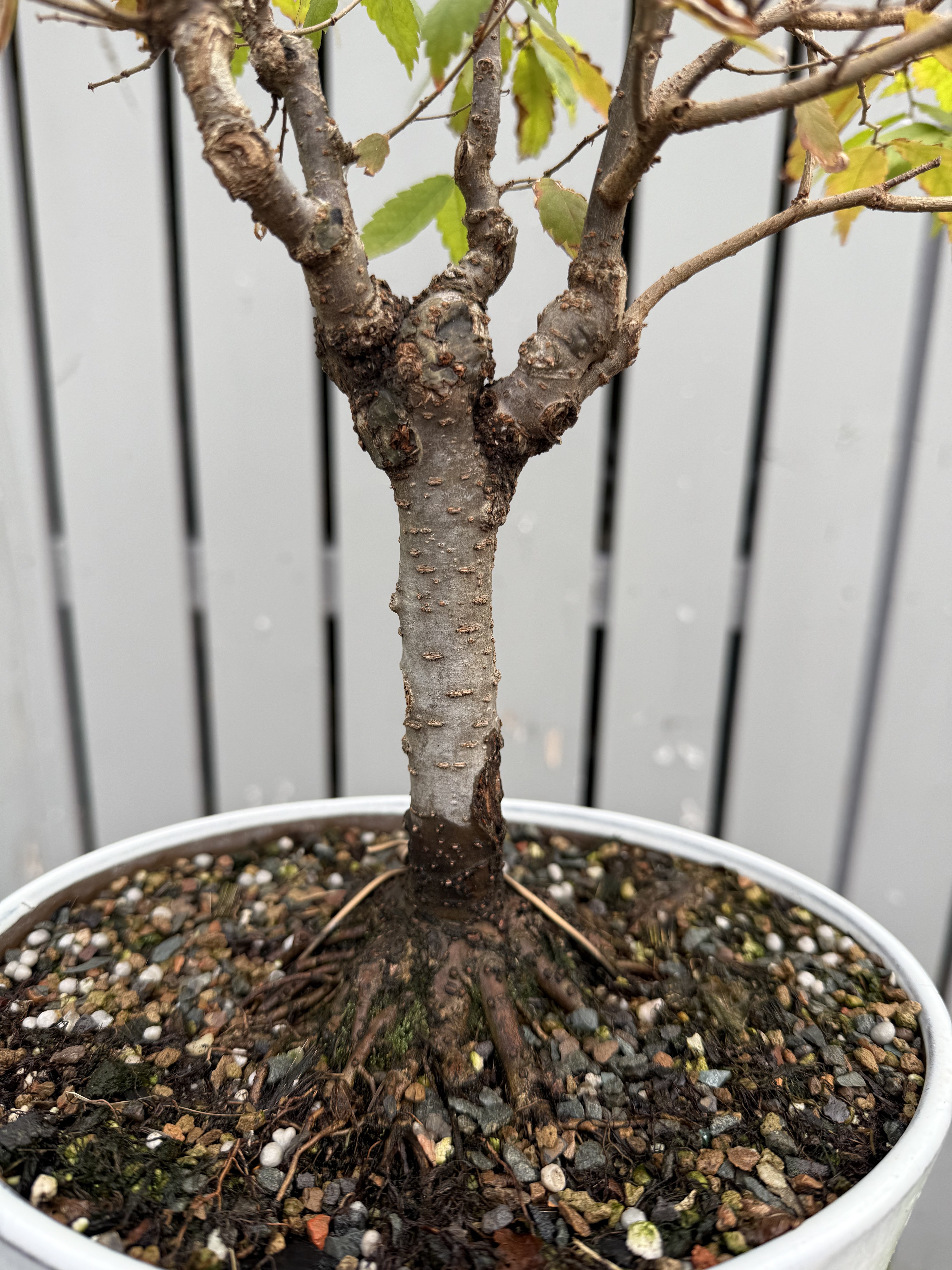 Zelkova serrata #7