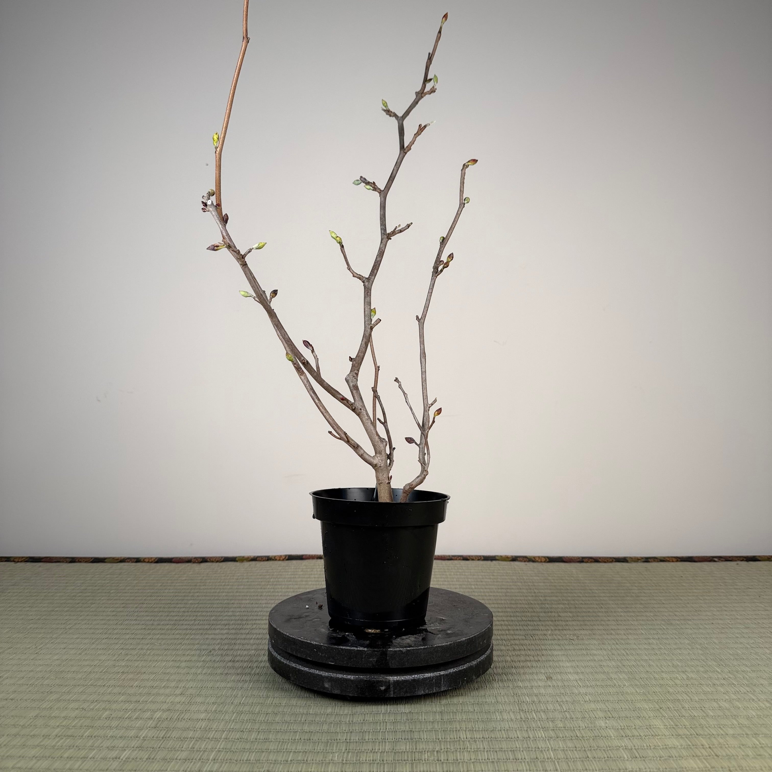 Corylopsis spicata
