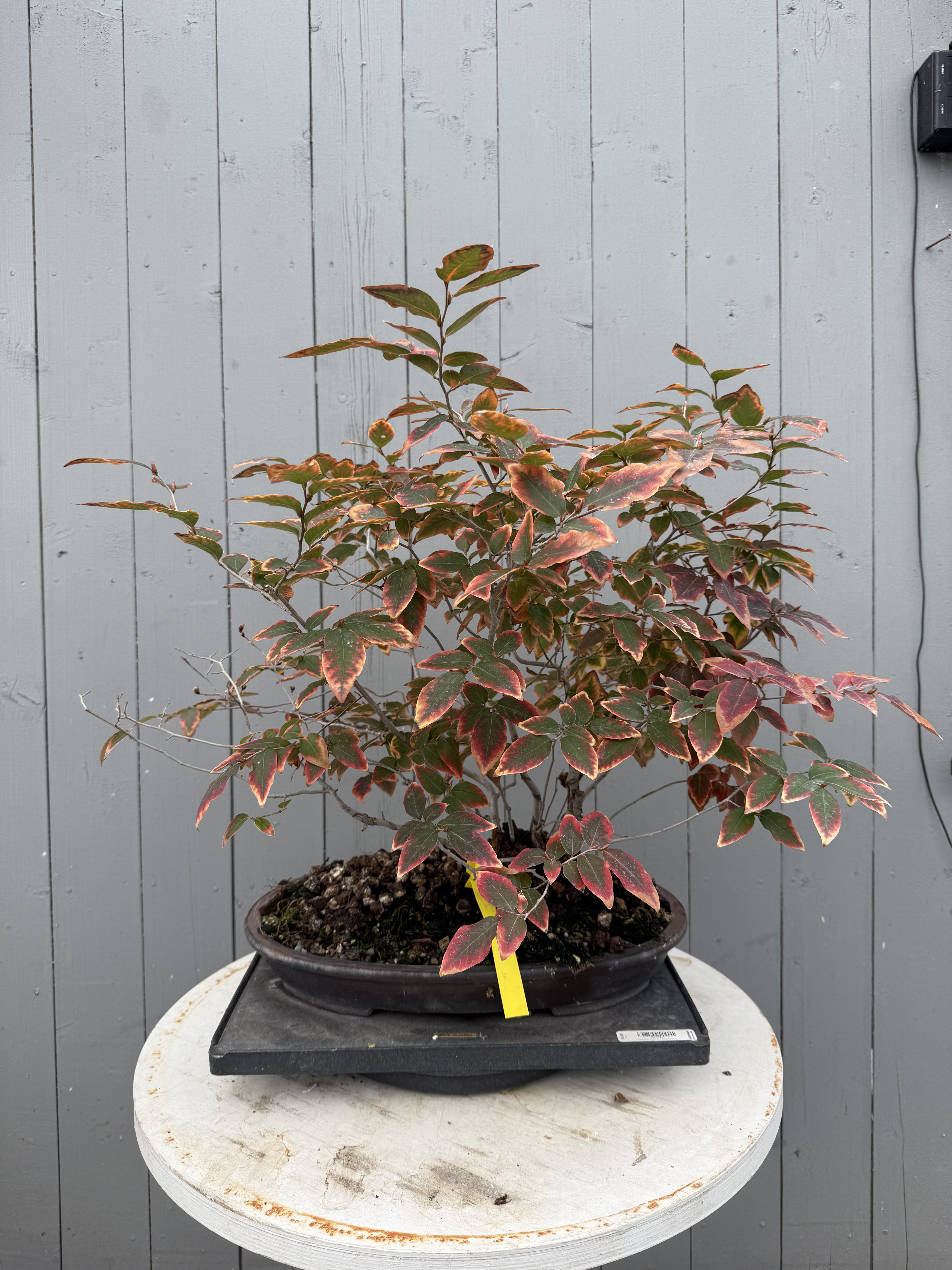 Lindera glauca (antique pot)