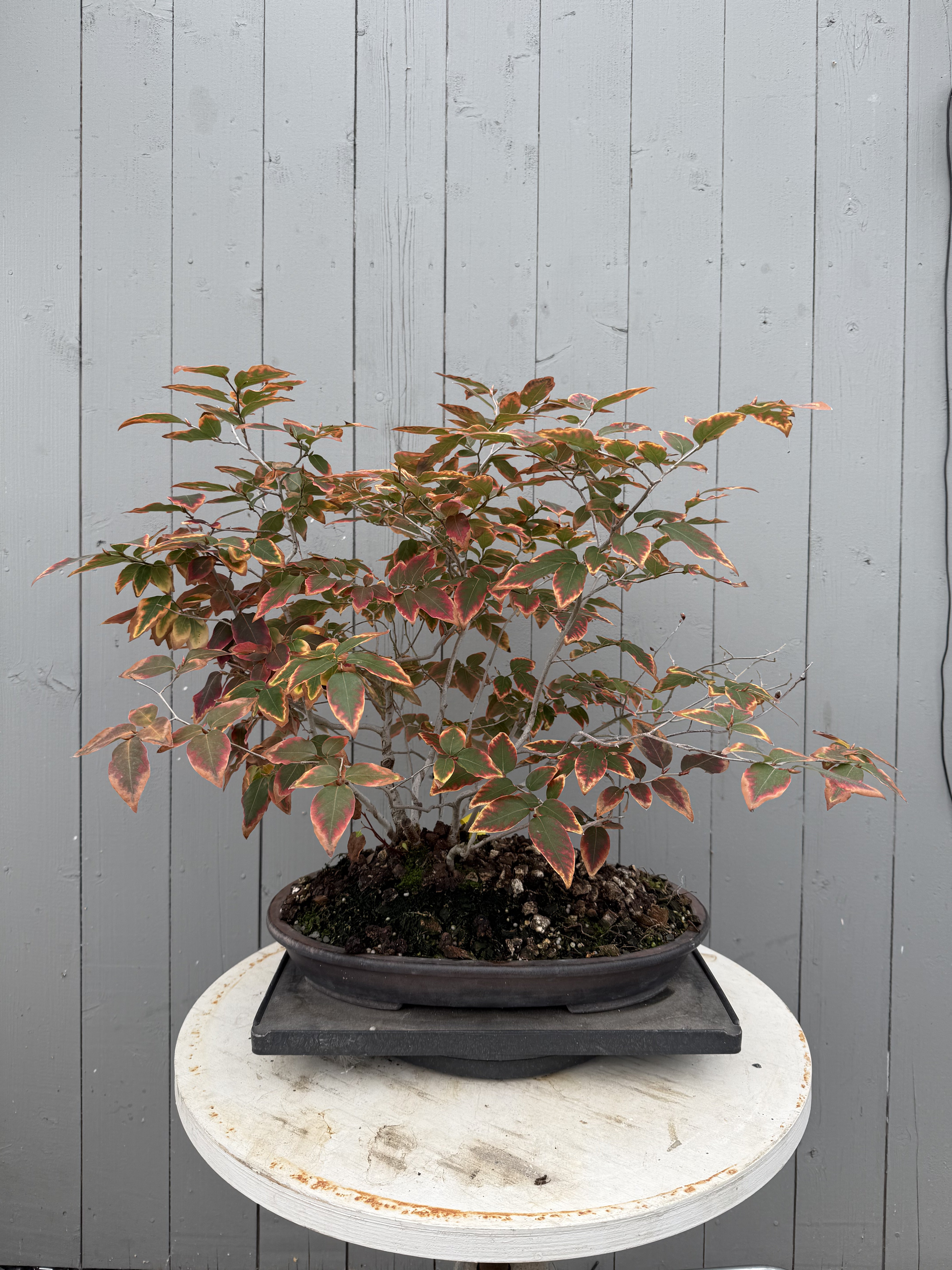 Lindera glauca (antique pot)