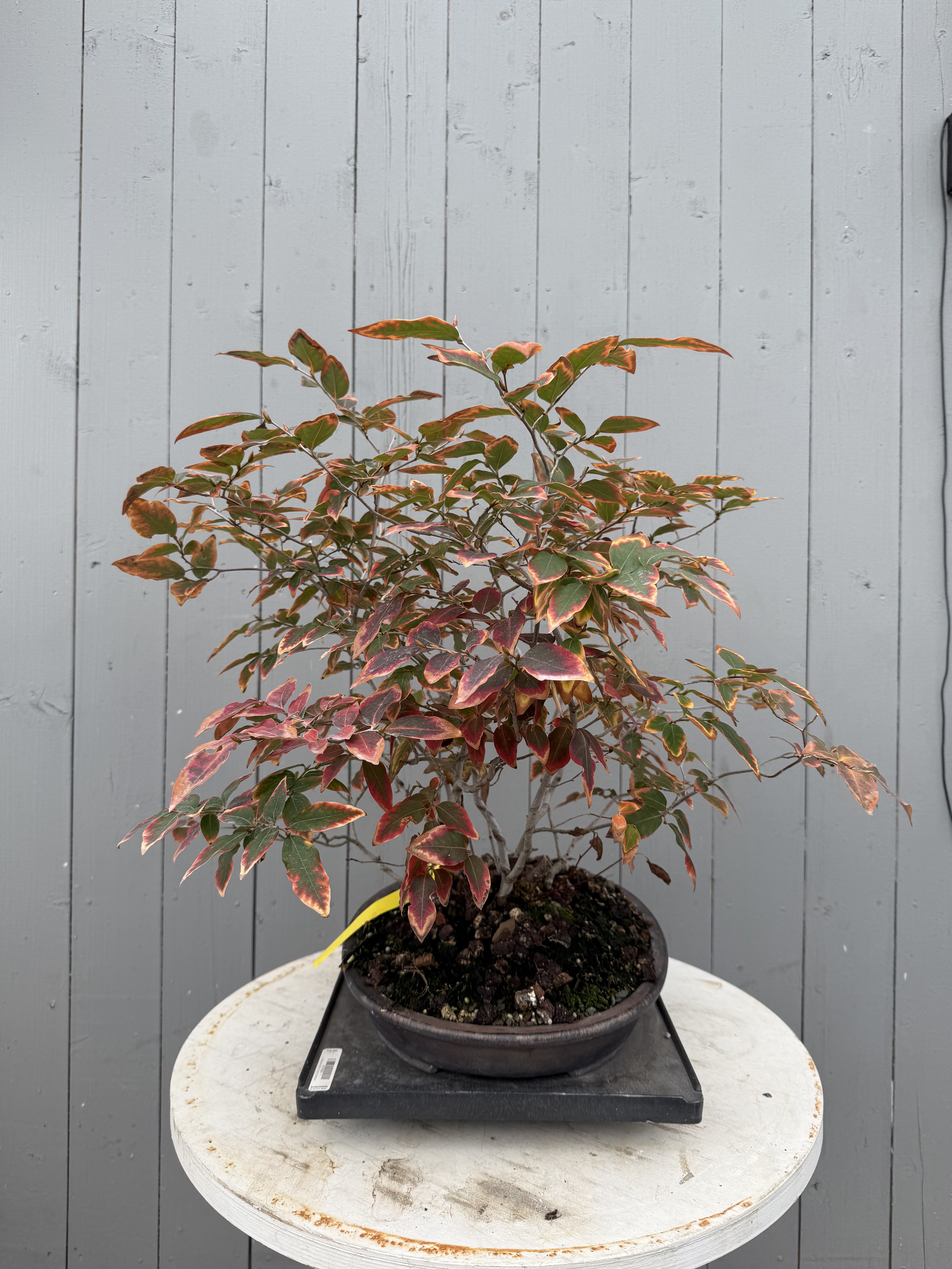 Lindera glauca (antique pot)