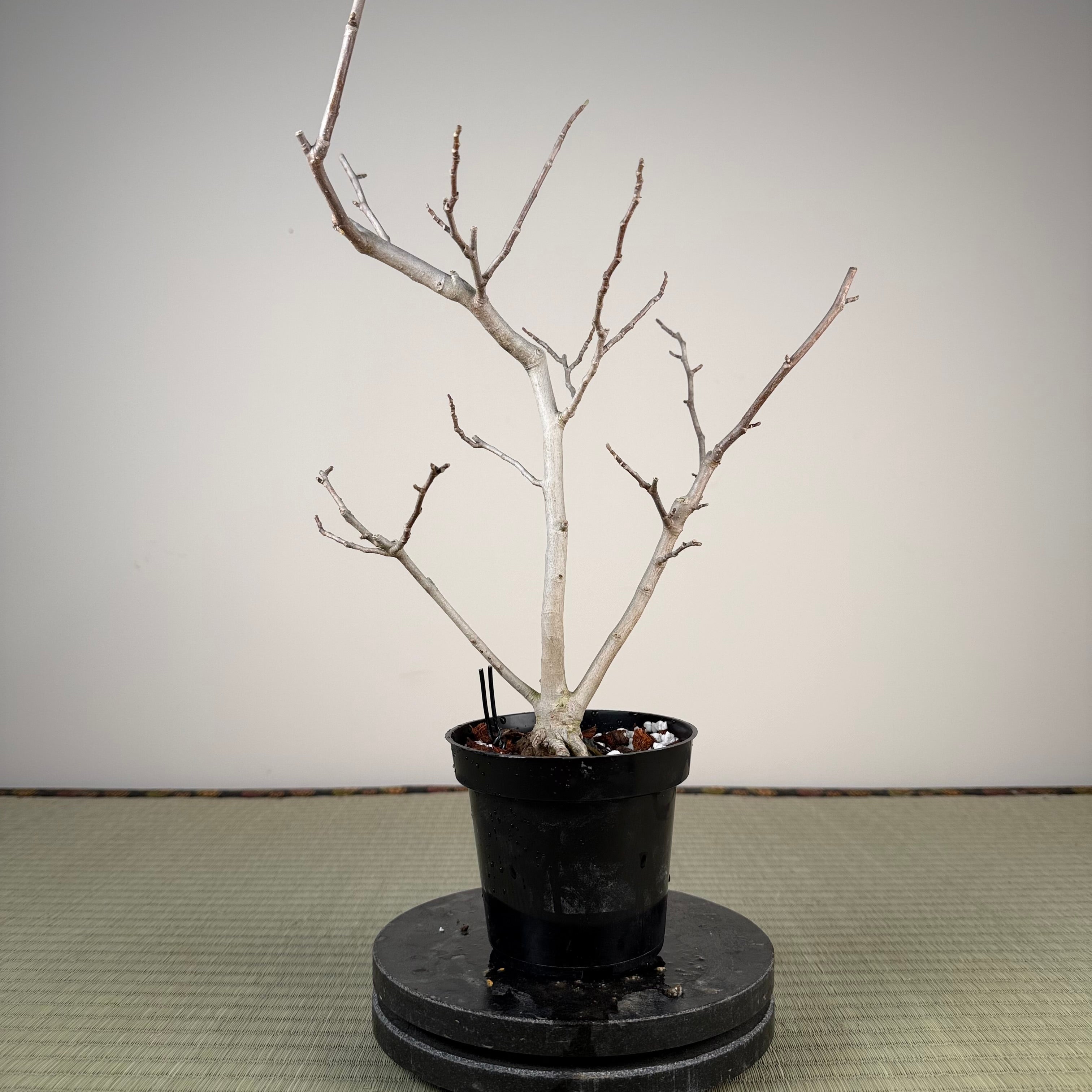 Magnolia