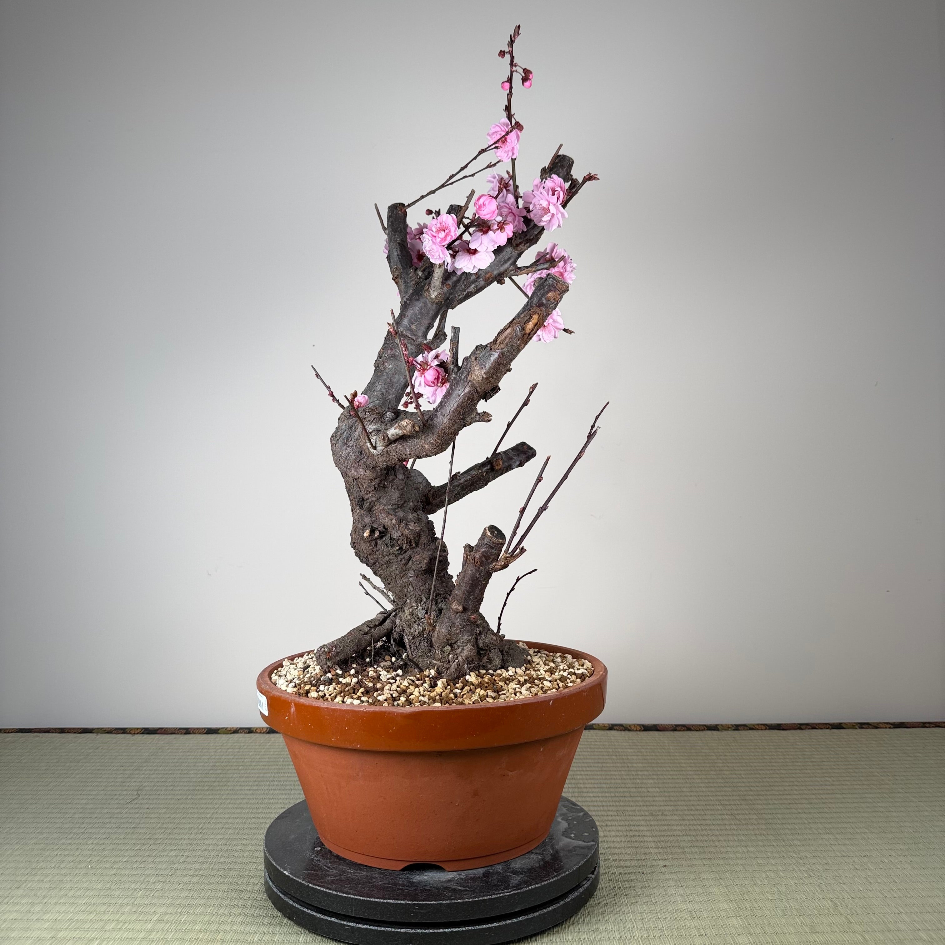 Prunus mume 'Měirén méi'