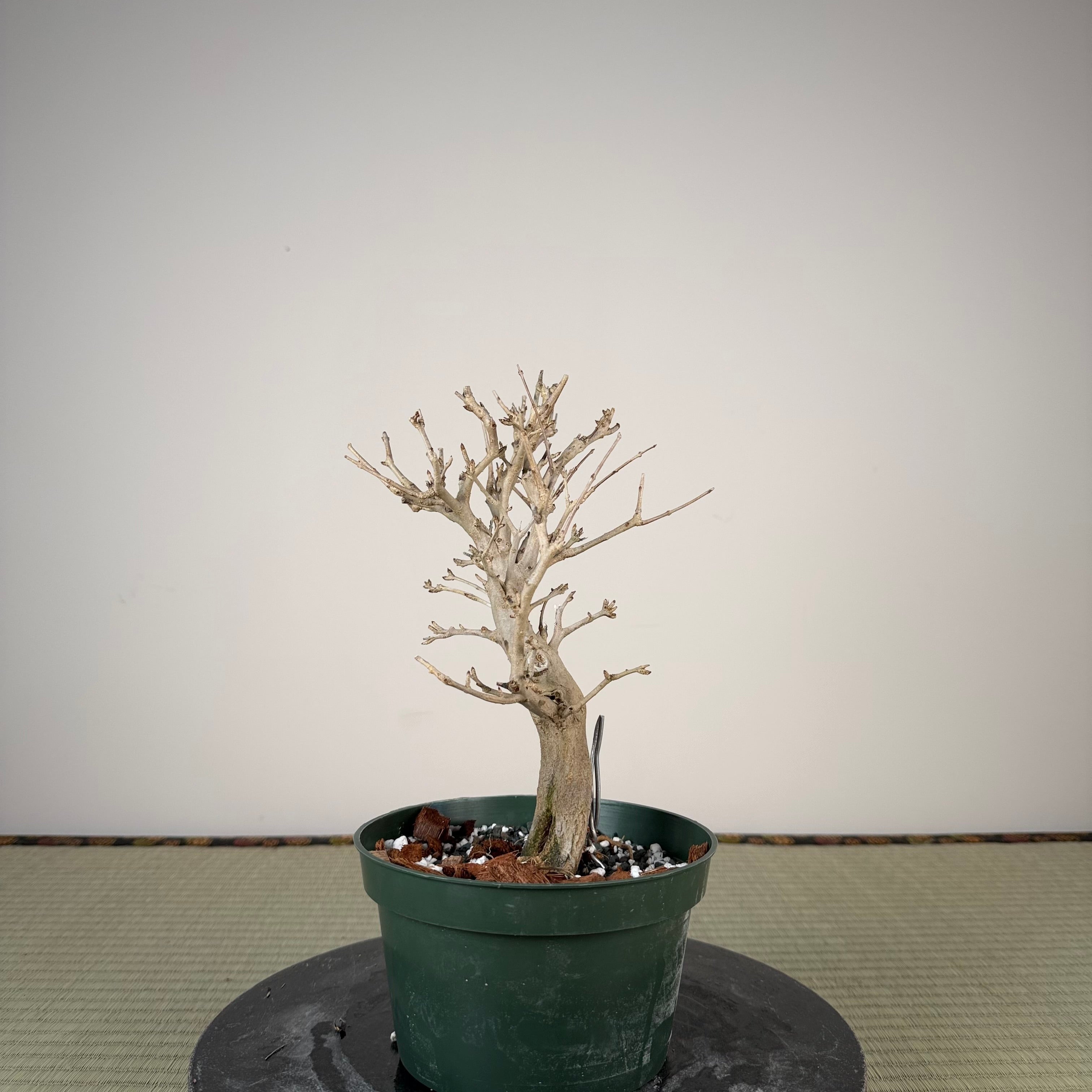 Punica granatum