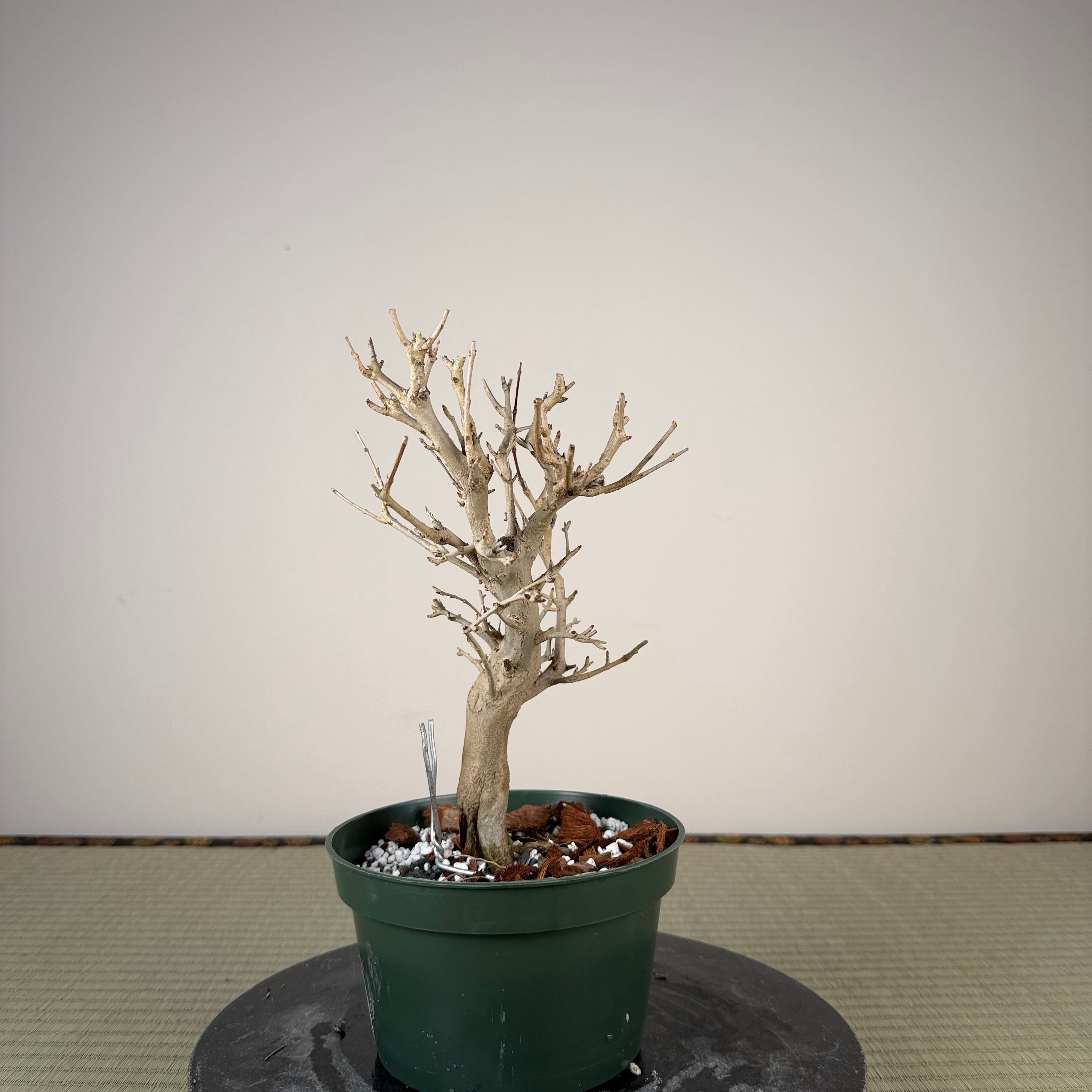 Punica granatum
