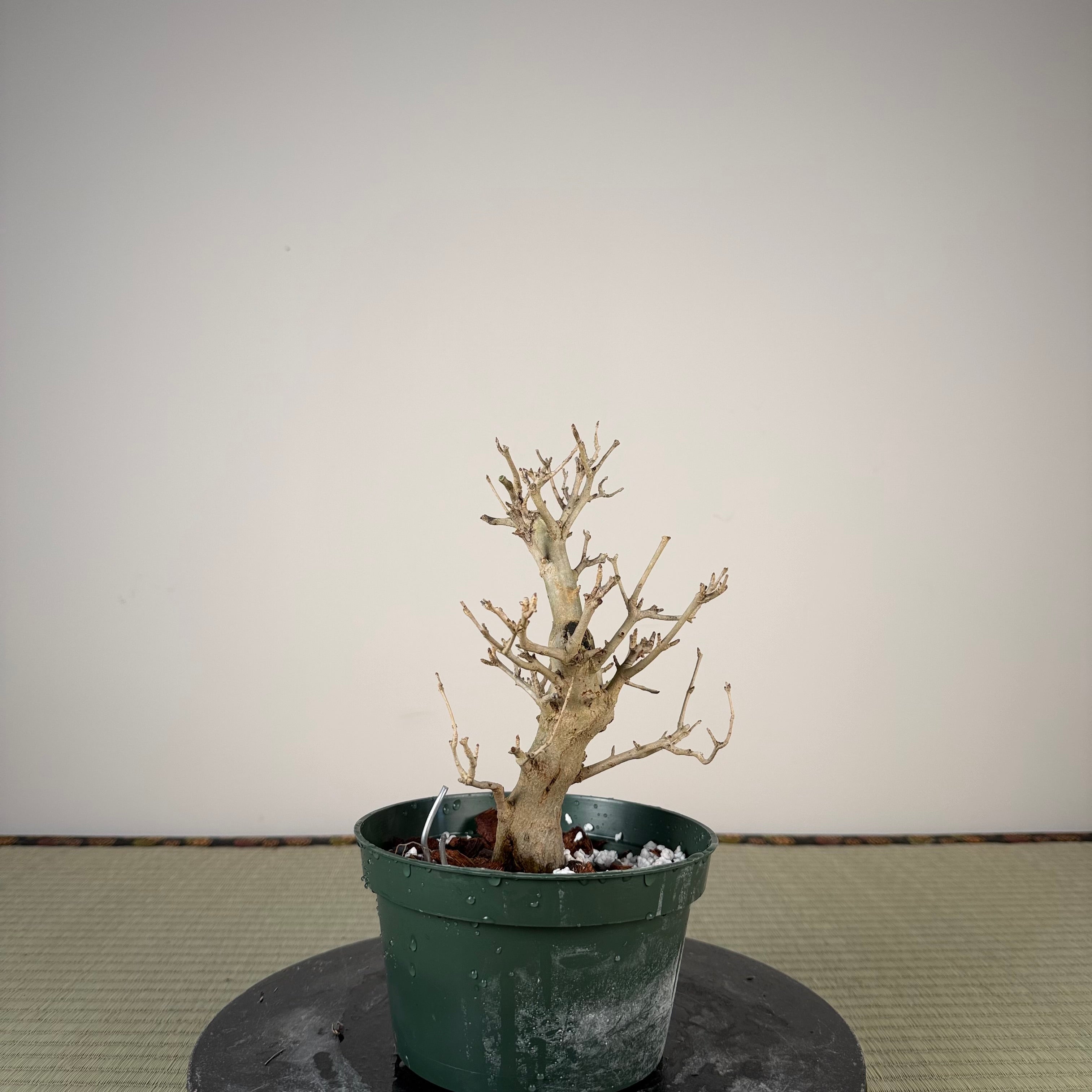 Punica granatum