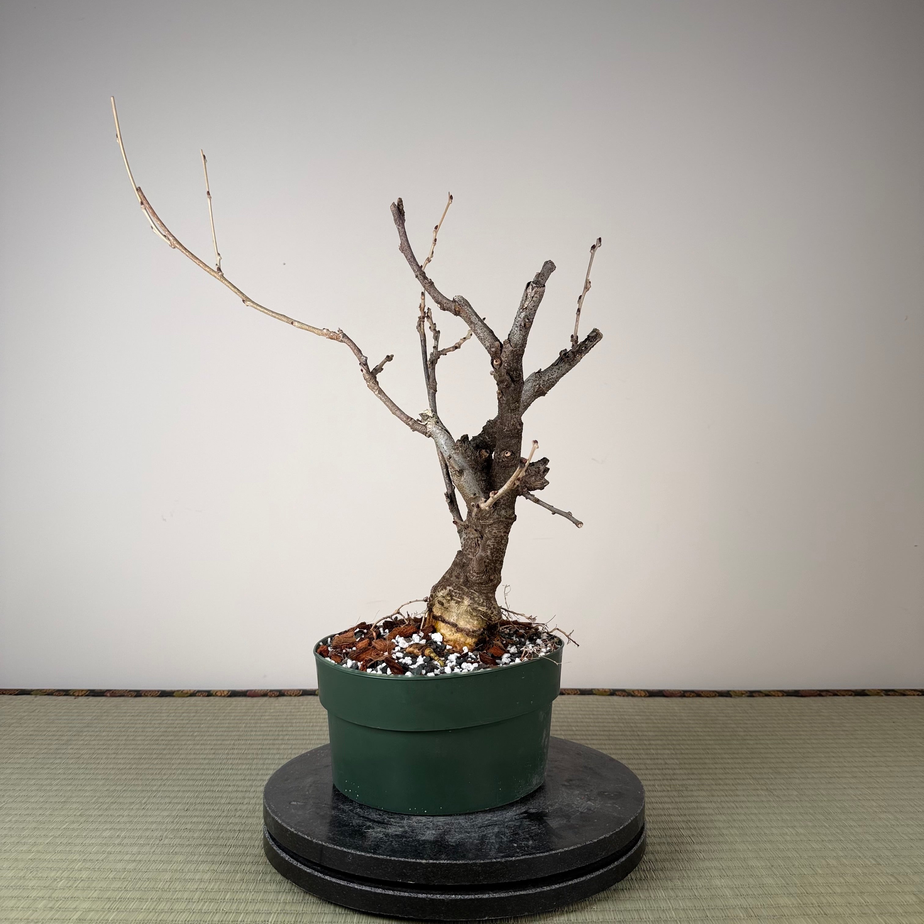 Wisteria floribunda