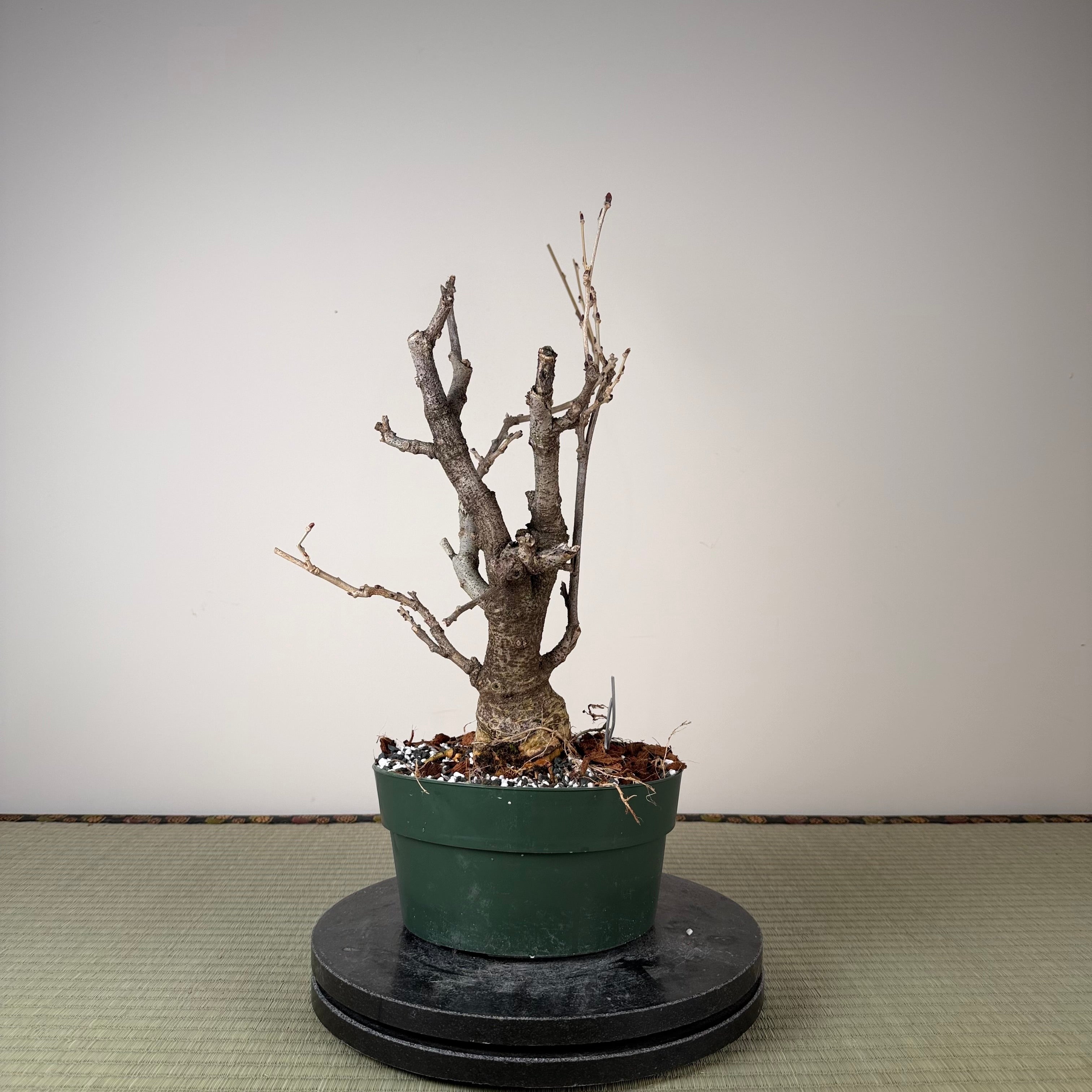 Wisteria floribunda