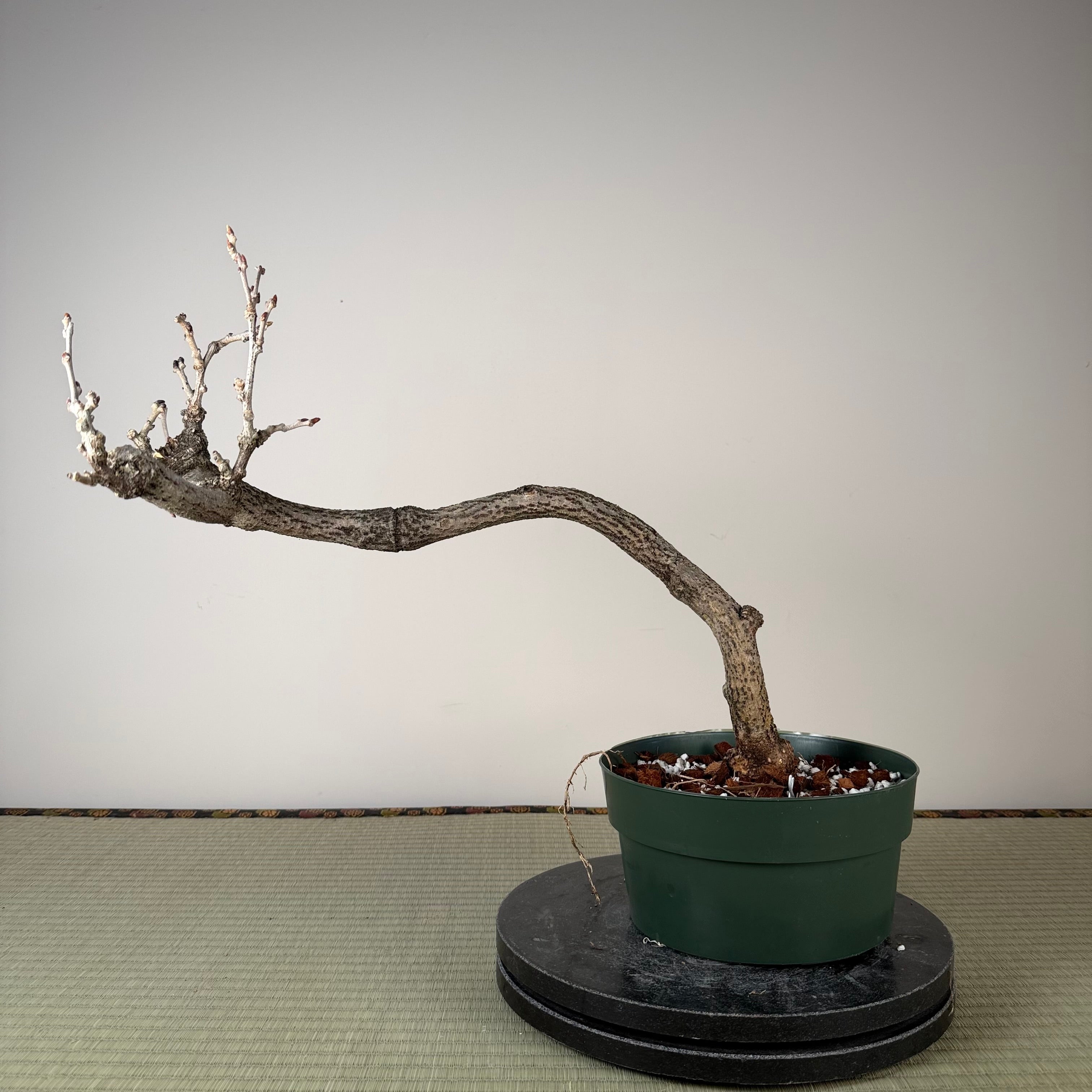 Wisteria floribunda
